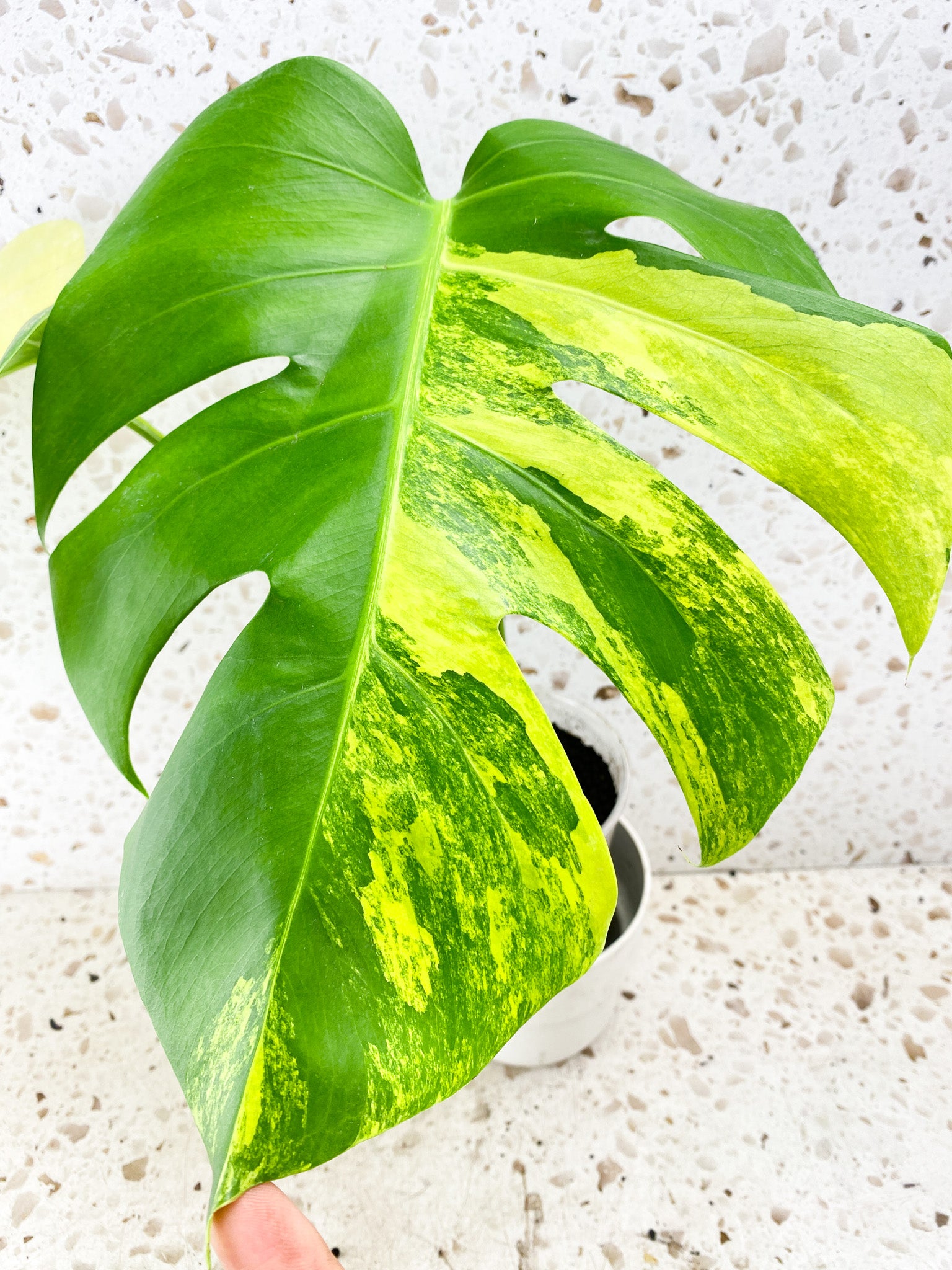 Monstera Aurea Tricolor 2 leaves 1 shoot top cutting (rooting)