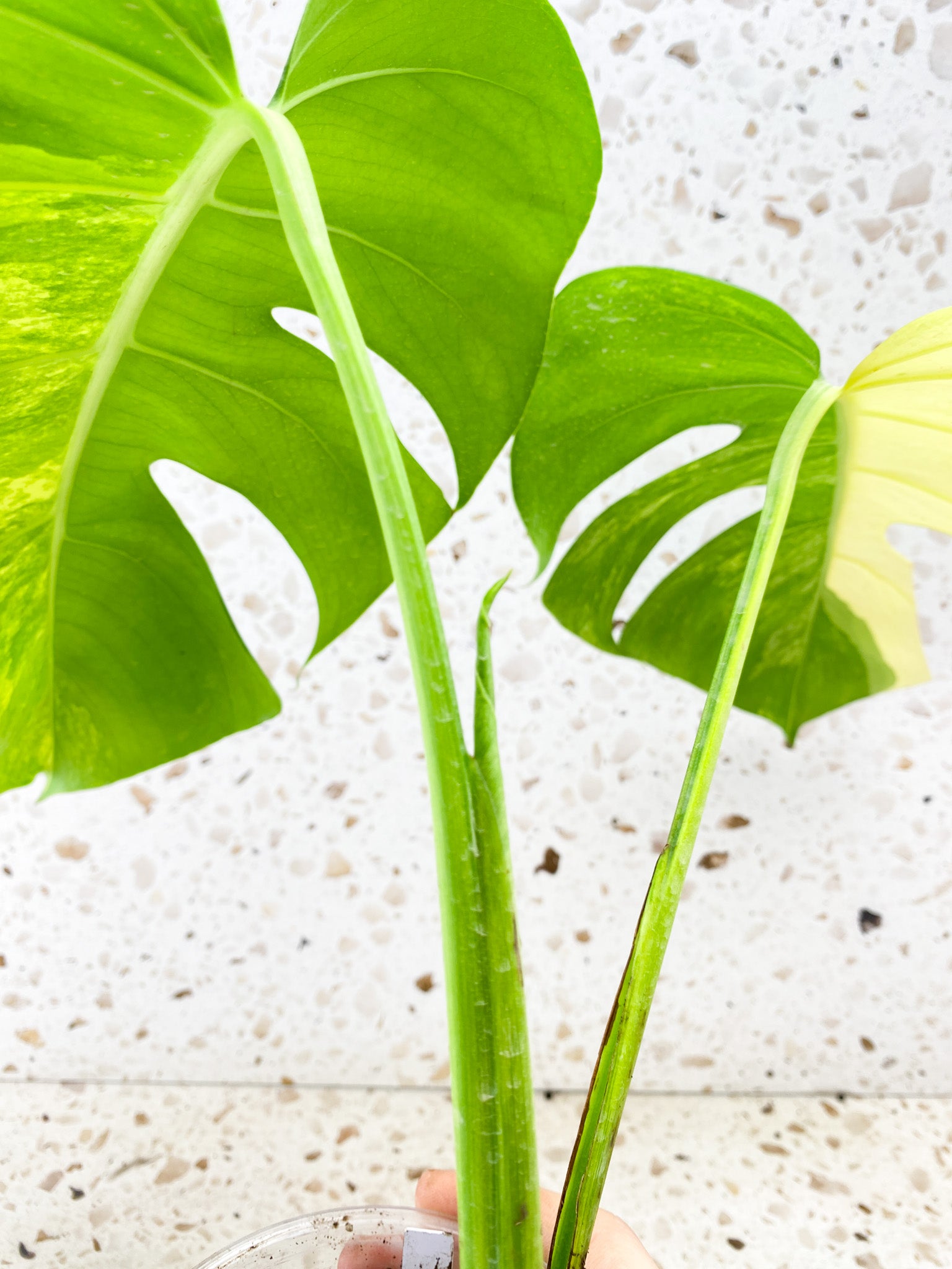 Monstera Aurea Tricolor 2 leaves 1 shoot top cutting (rooting)