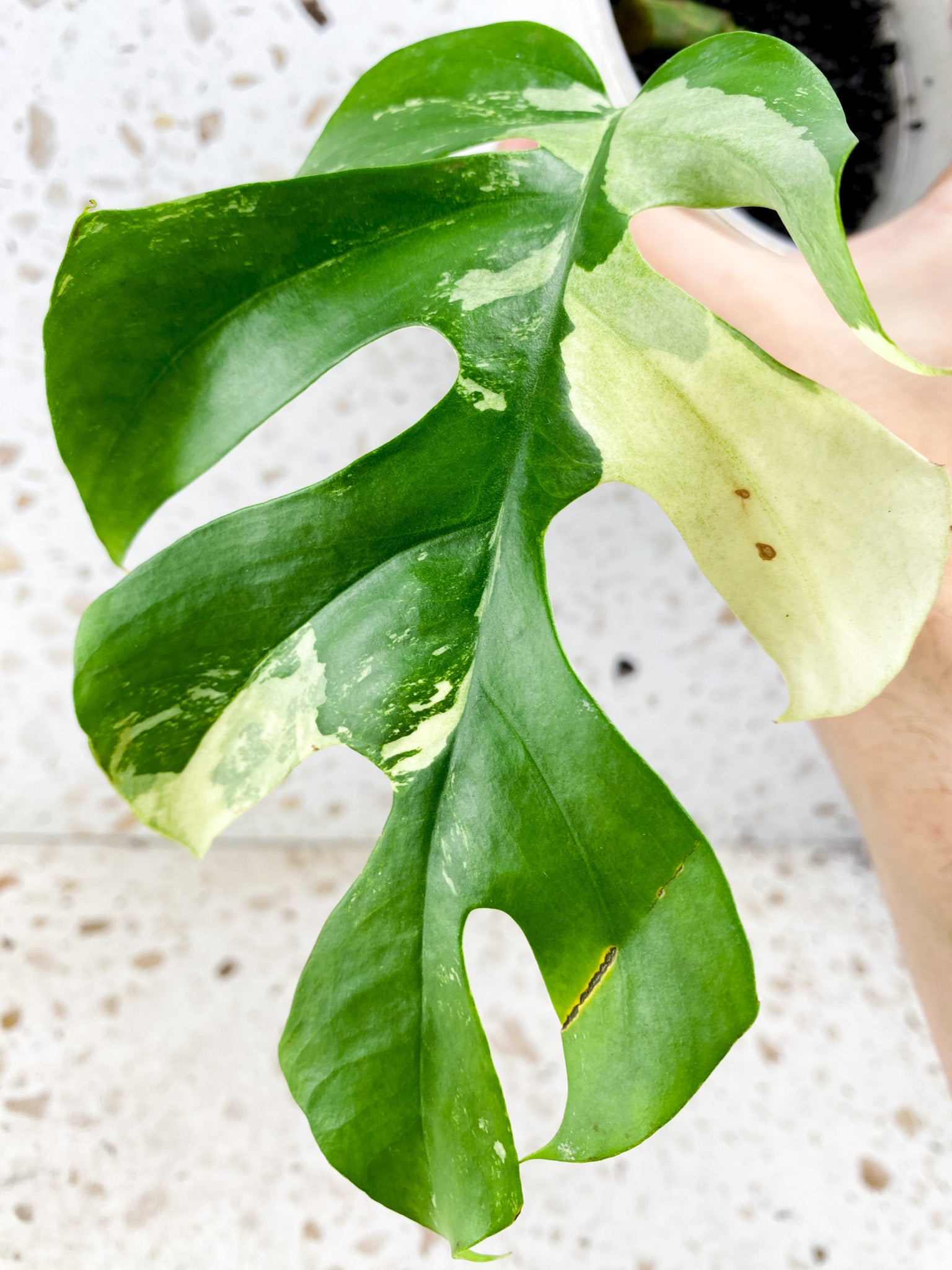 Rhaphidophora Tetrasperma Variegated 1 leaf 2 sprouts (rooting)