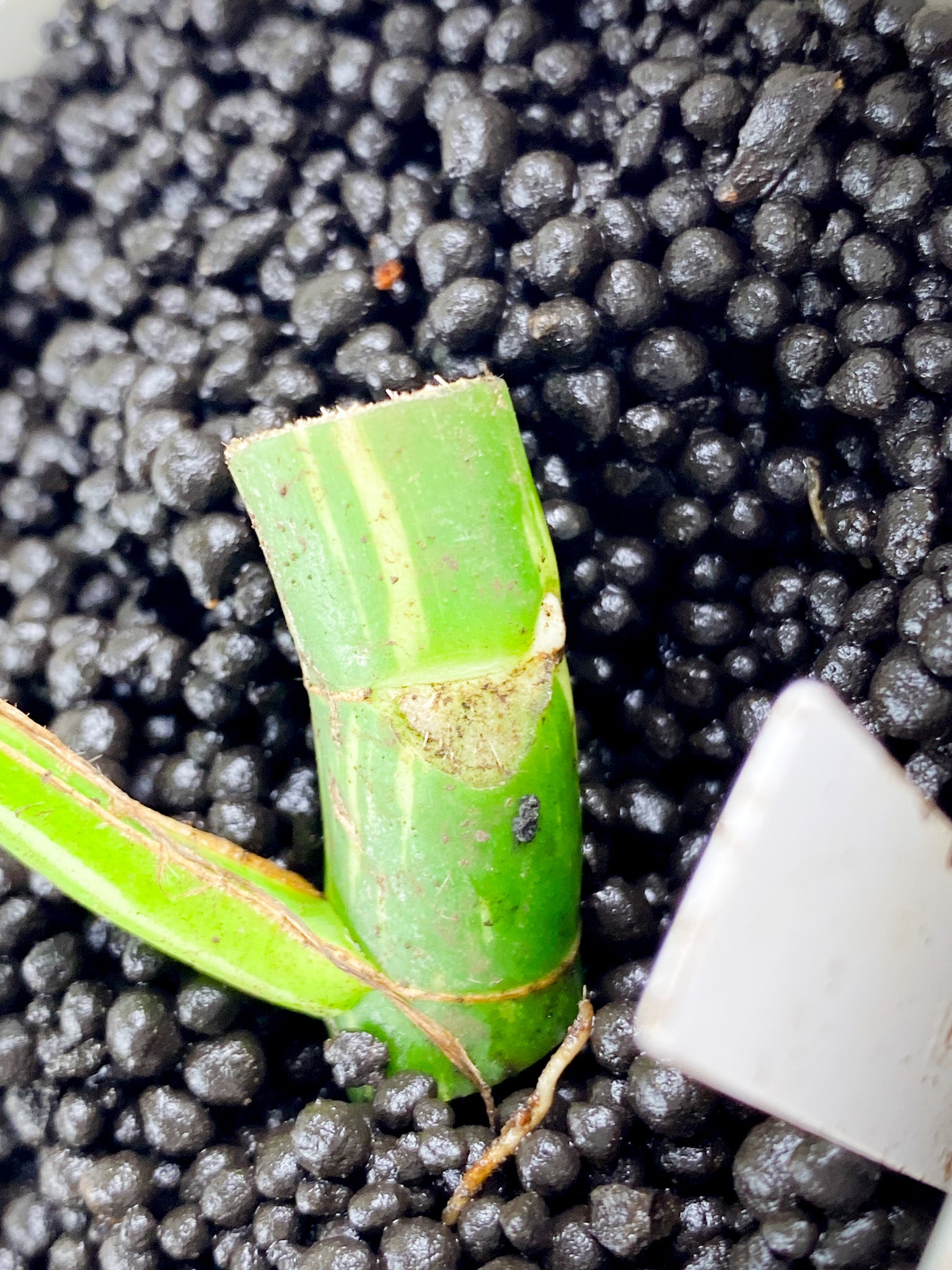 Rhaphidophora Tetrasperma Variegated 1 leaf 2 sprouts (rooting)