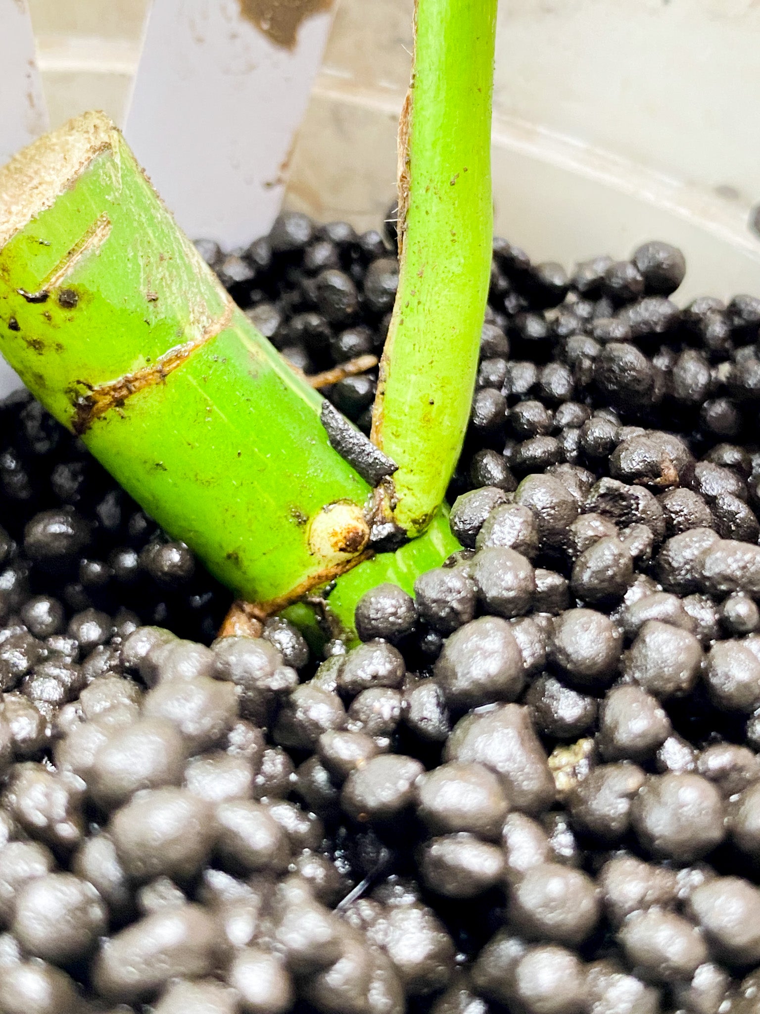 Rhaphidophora Tetrasperma Variegated 1 leaf 2 sprouts (rooting)