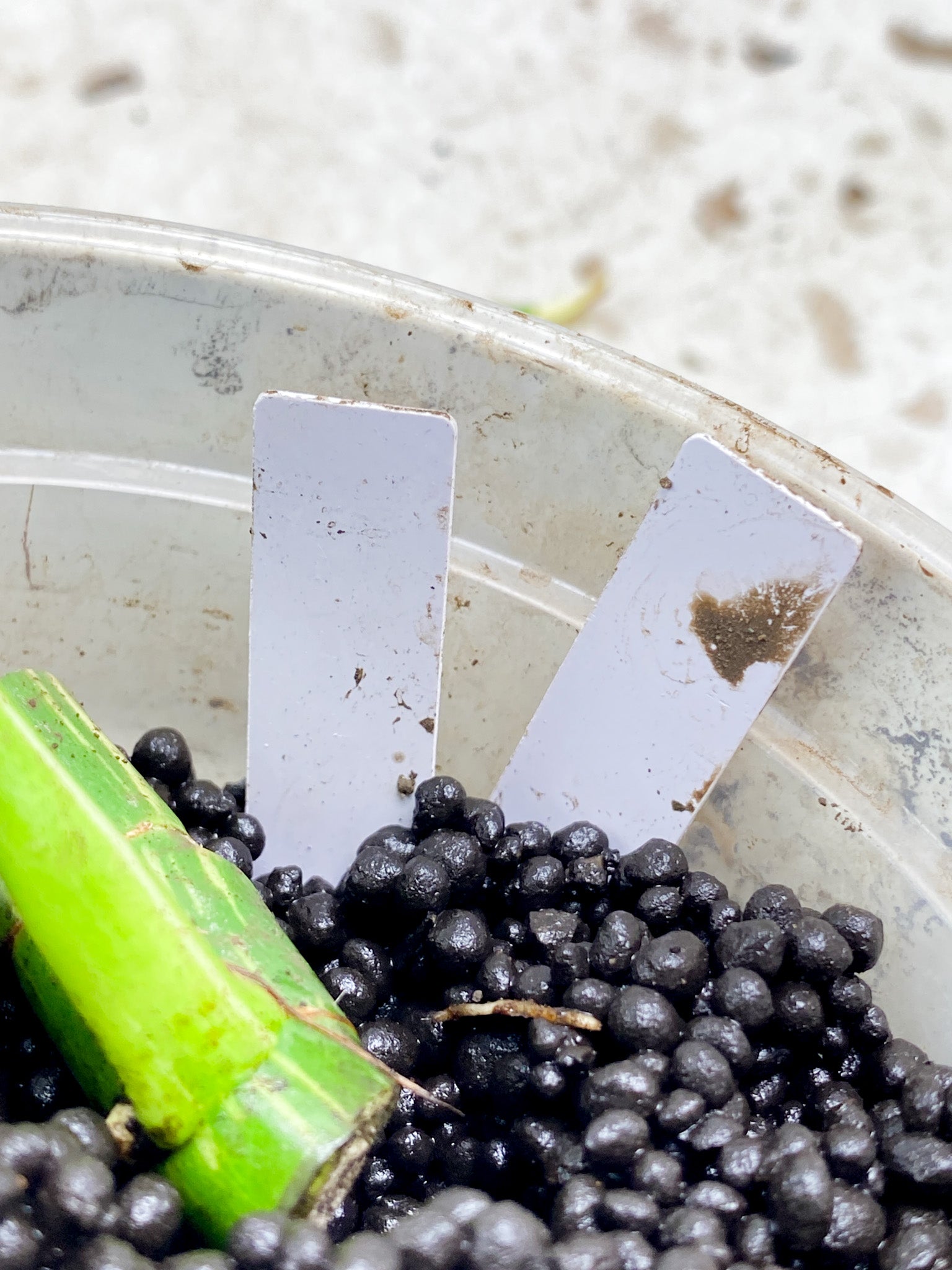 Rhaphidophora Tetrasperma Variegated 1 leaf 2 sprouts (rooting)