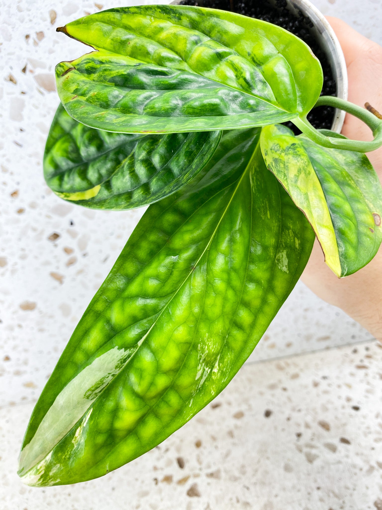 Monstera Peru Variegated 4 leaves (rooting)