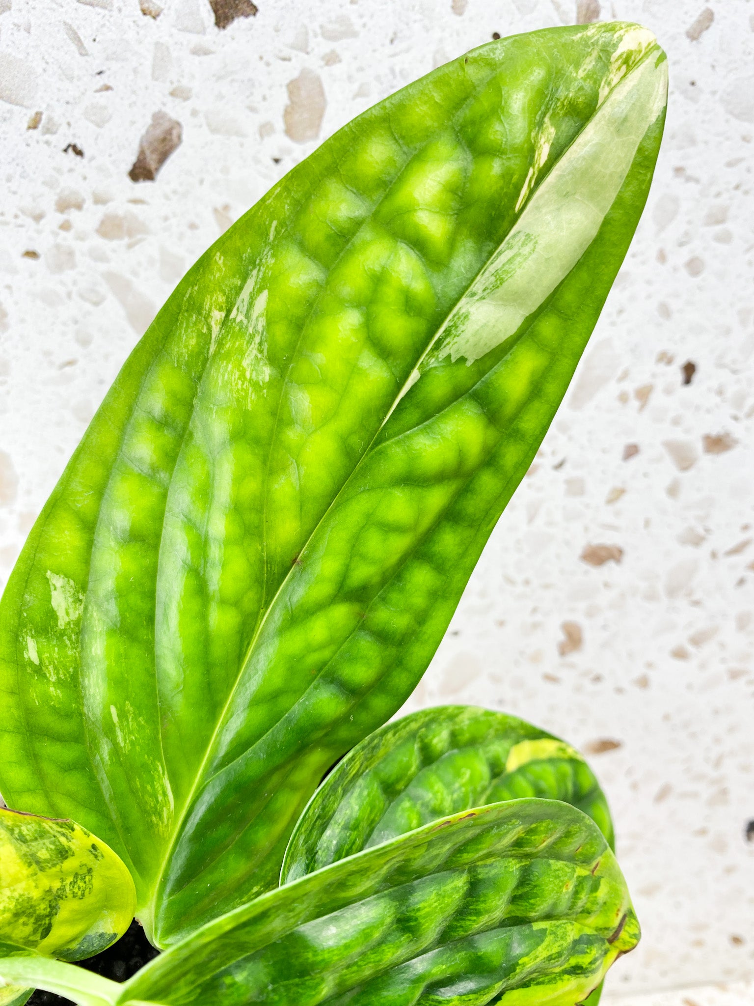 Monstera Peru Variegated 4 leaves (rooting)