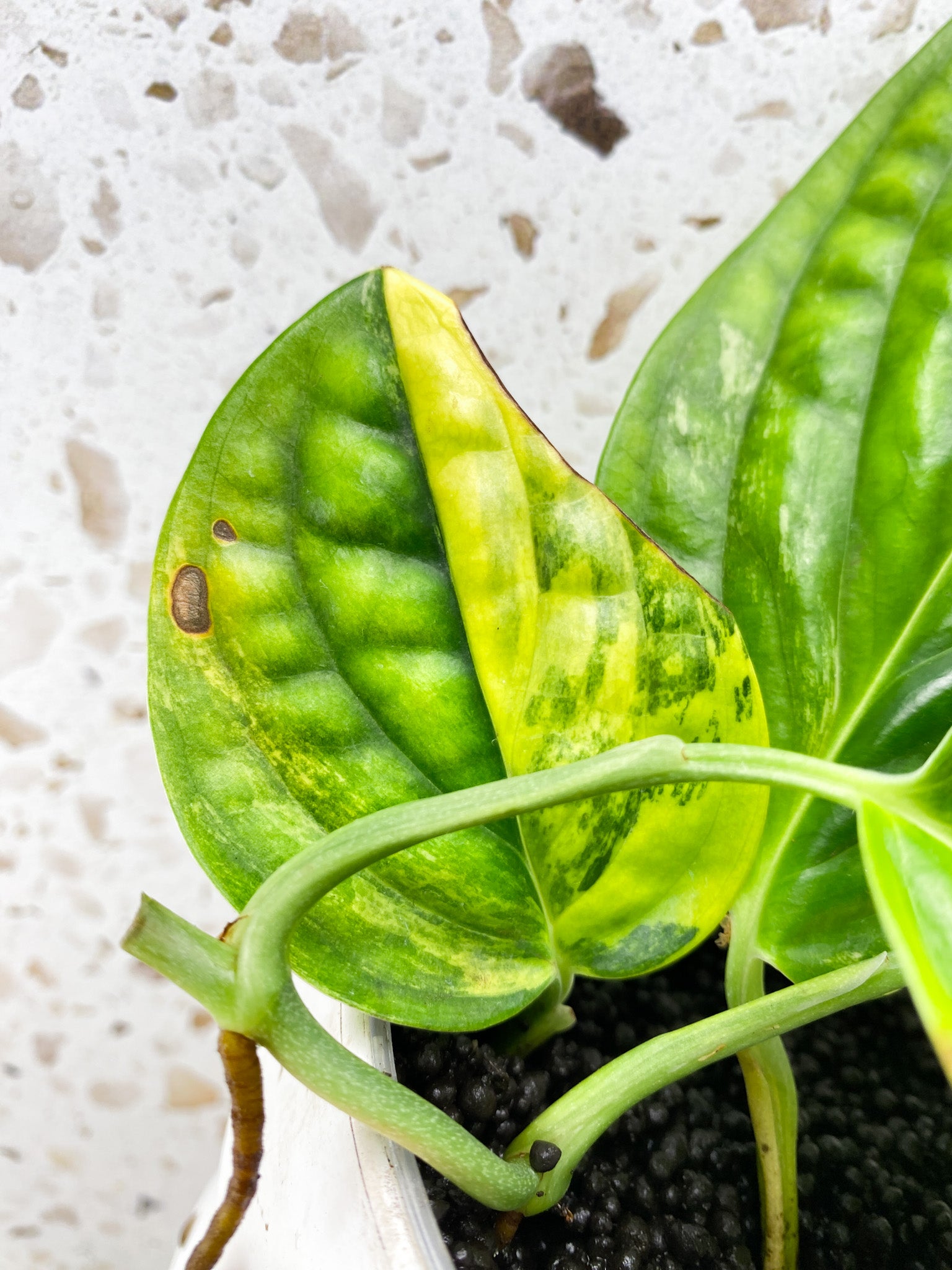 Monstera Peru Variegated 4 leaves (rooting)