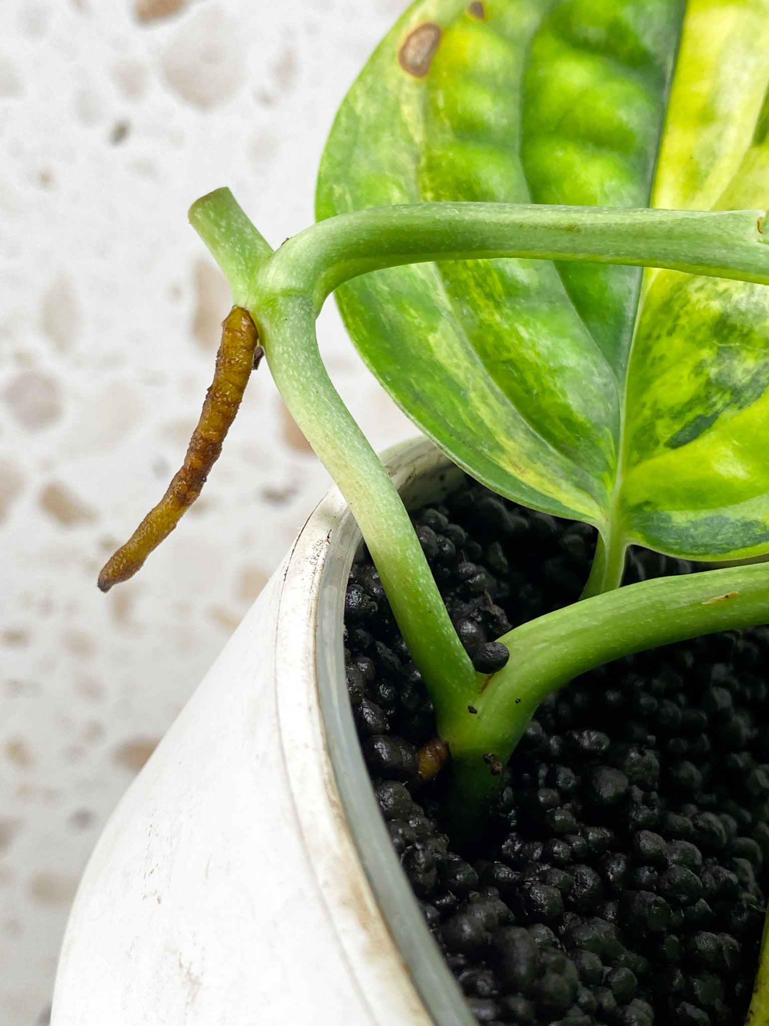 Monstera Peru Variegated 4 leaves (rooting)