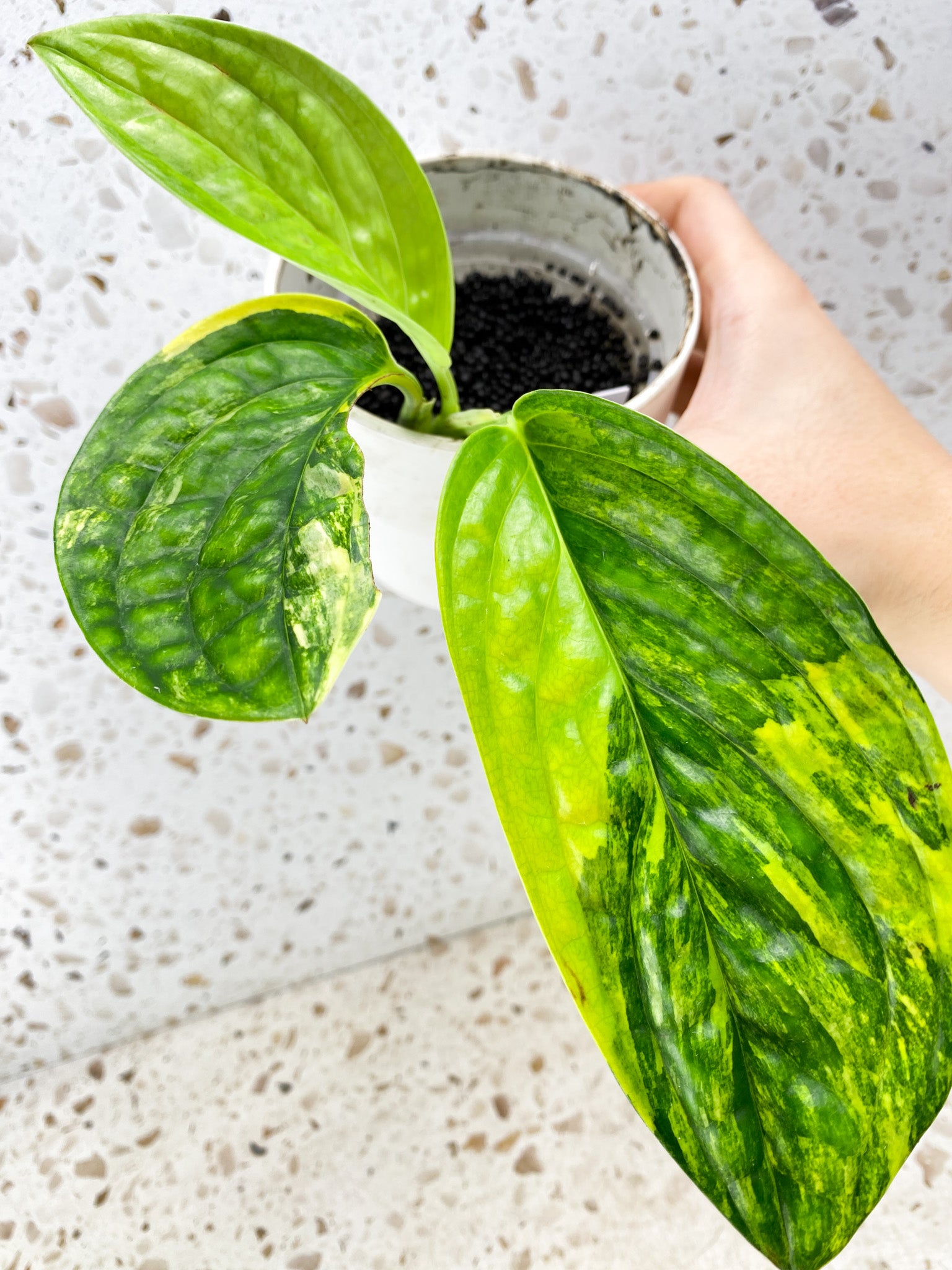 Monstera Peru Variegated 3 leaf top cutting (rooting) for Sagan Stephens