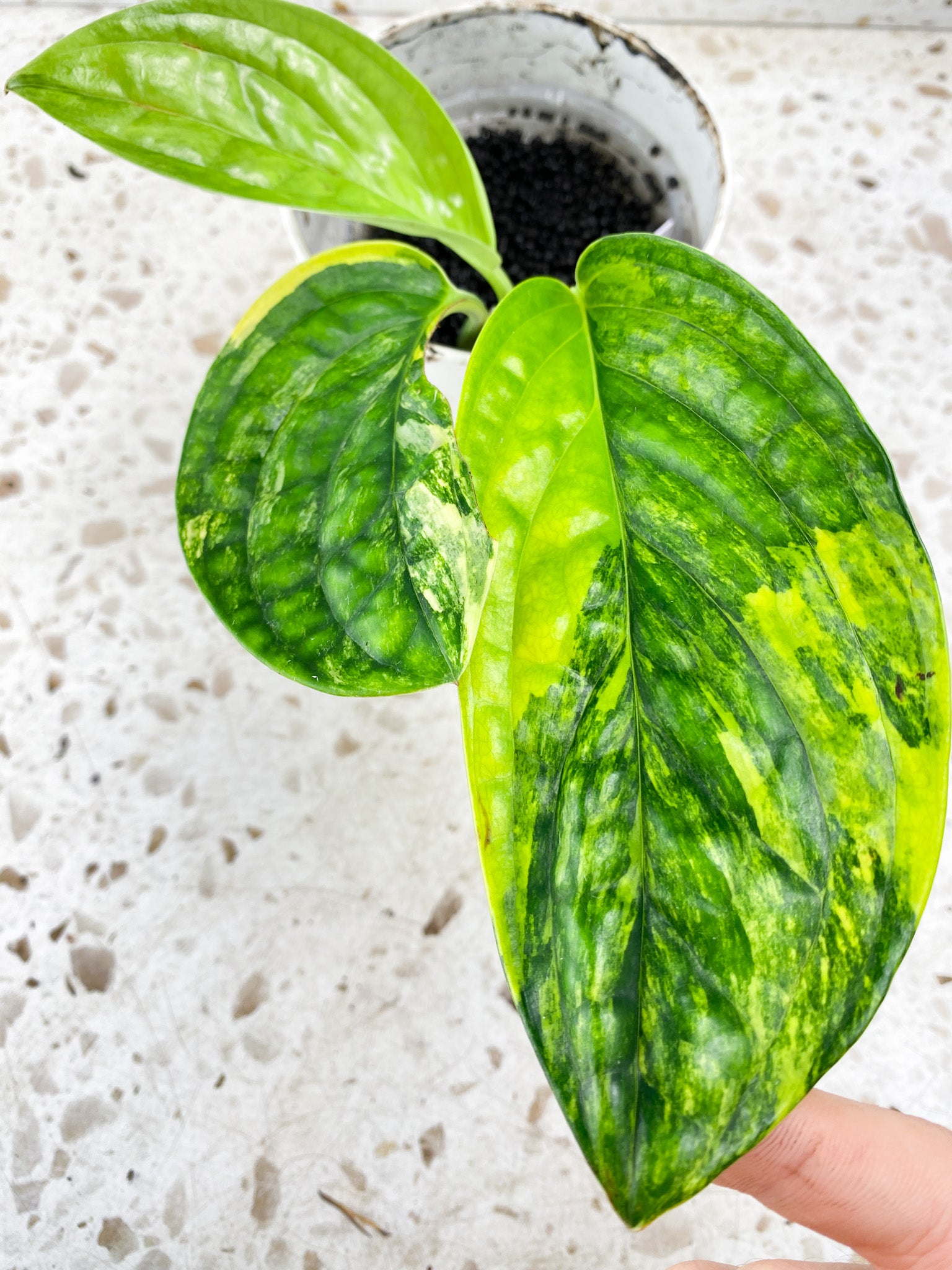 Monstera Peru Variegated 3 leaf top cutting (rooting) for Sagan Stephens