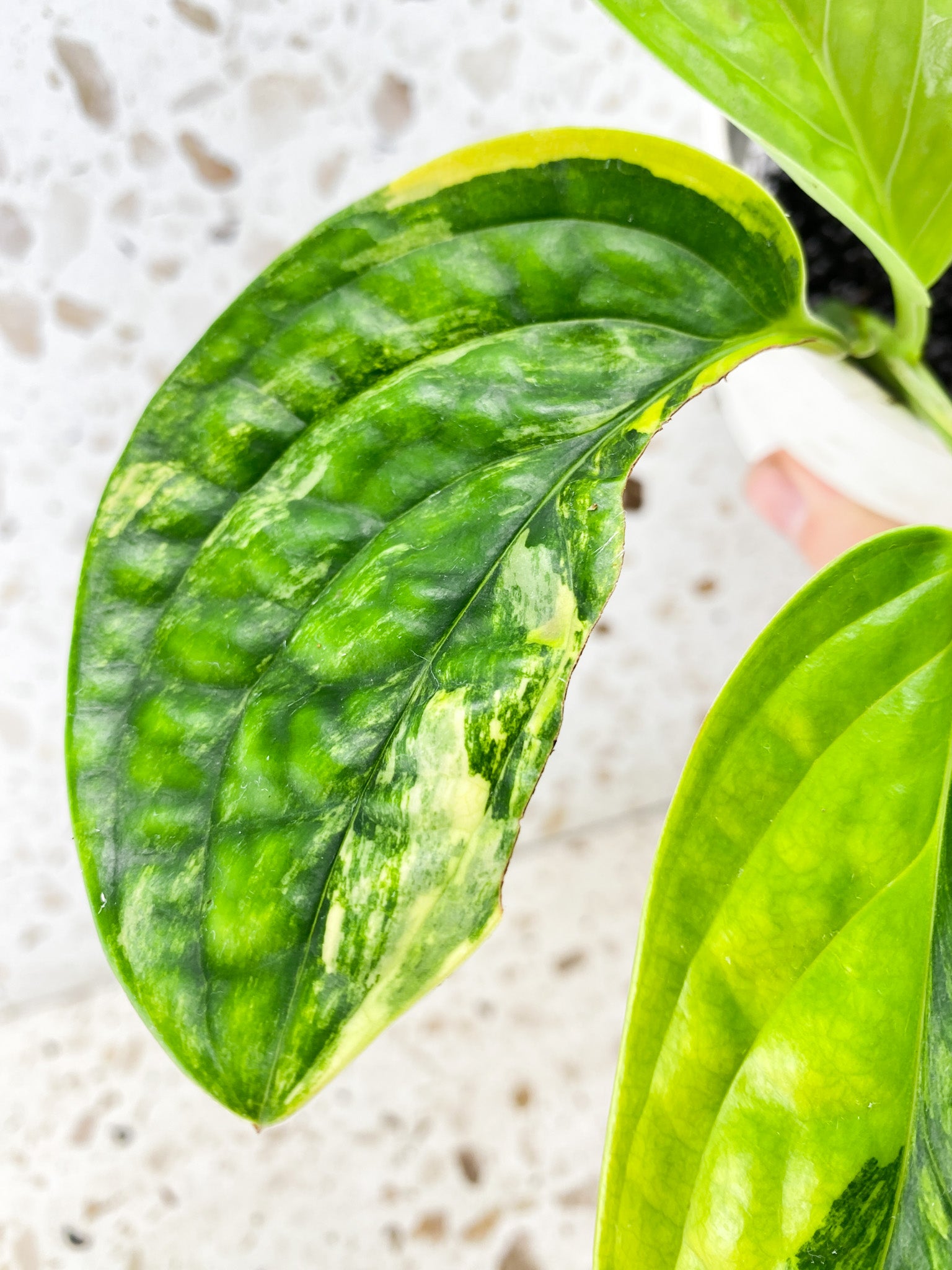 Monstera Peru Variegated 3 leaf top cutting (rooting) for Sagan Stephens