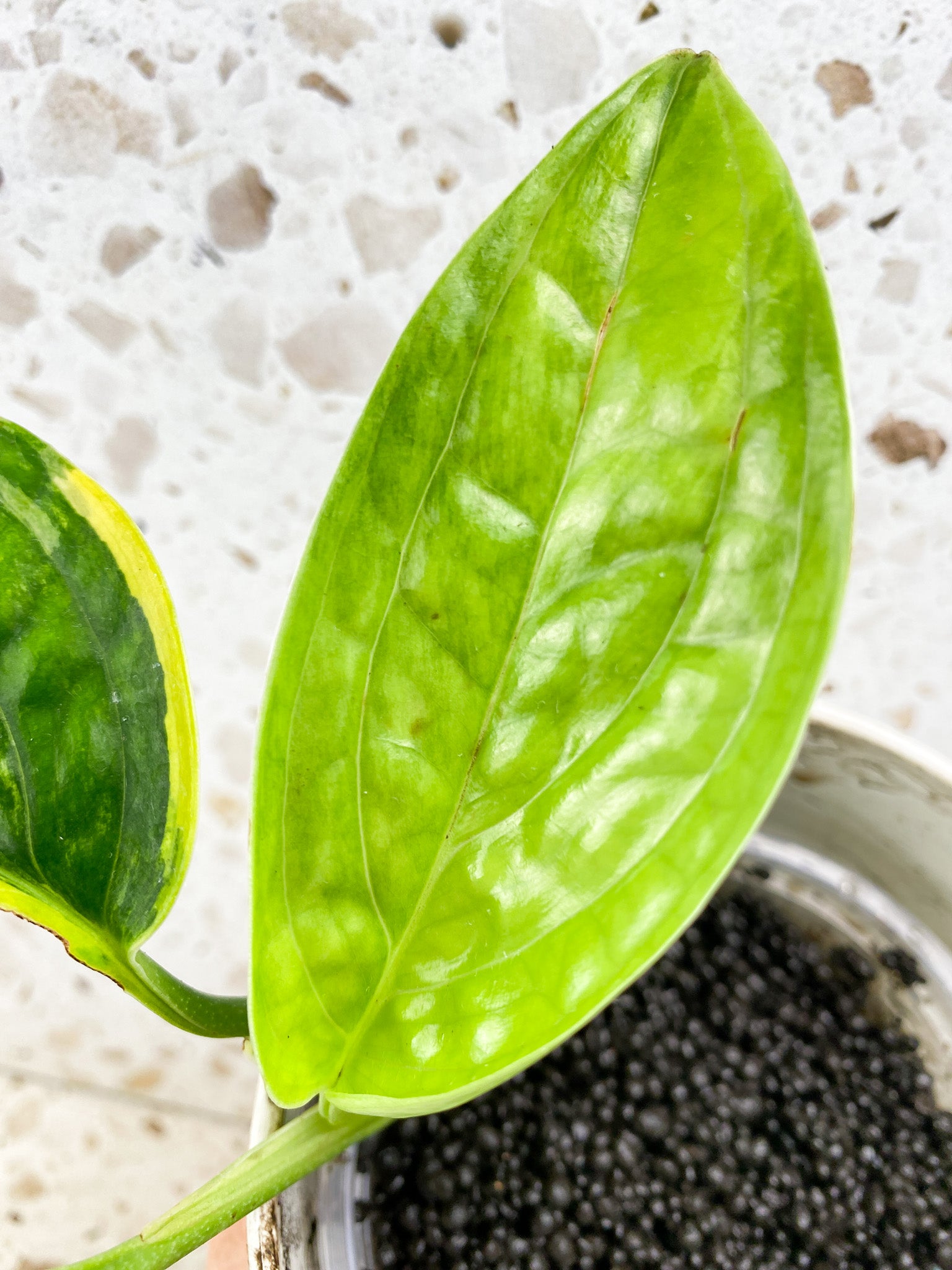 Monstera Peru Variegated 3 leaf top cutting (rooting) for Sagan Stephens