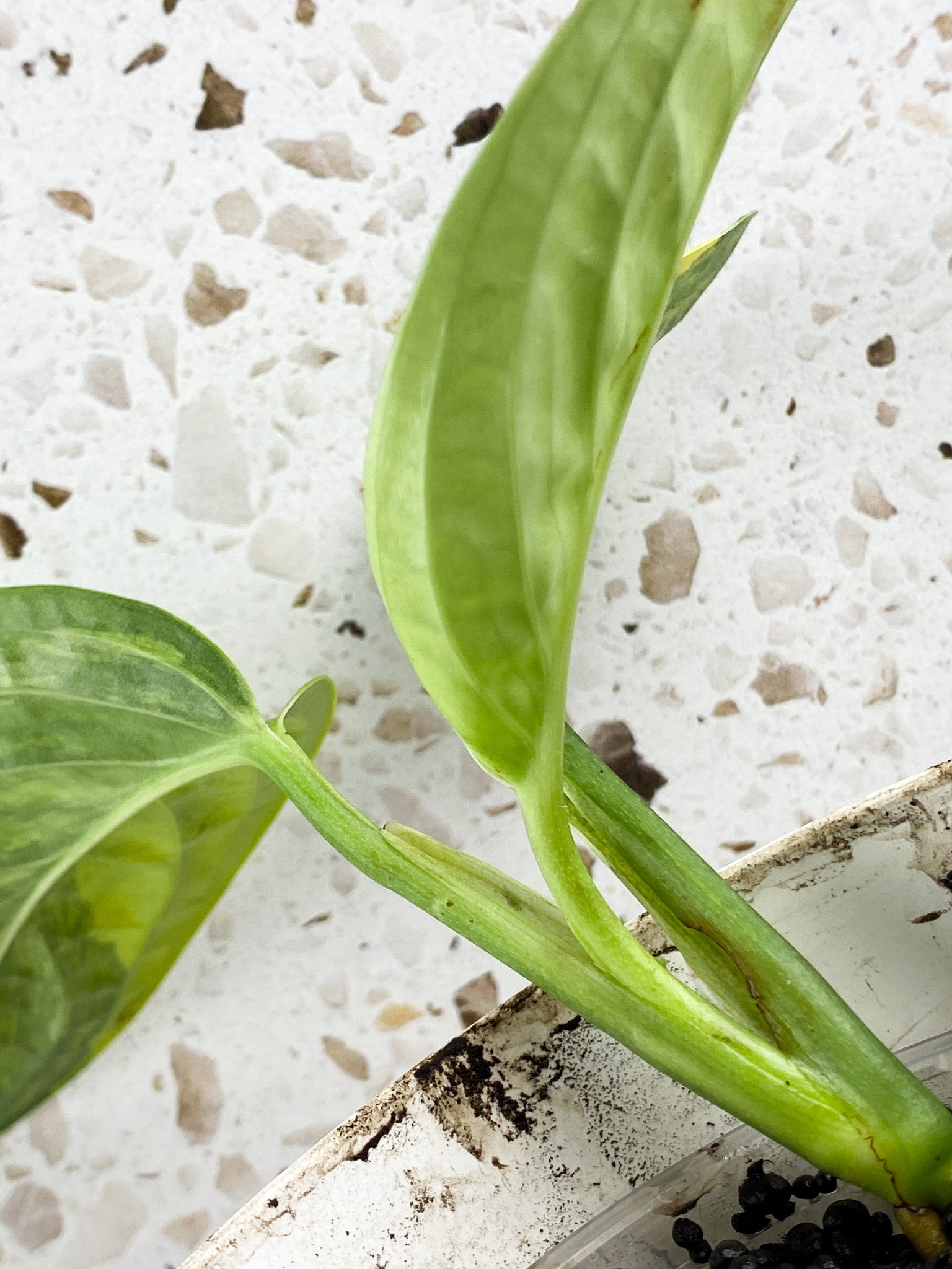 Monstera Peru Variegated 3 leaf top cutting (rooting) for Sagan Stephens