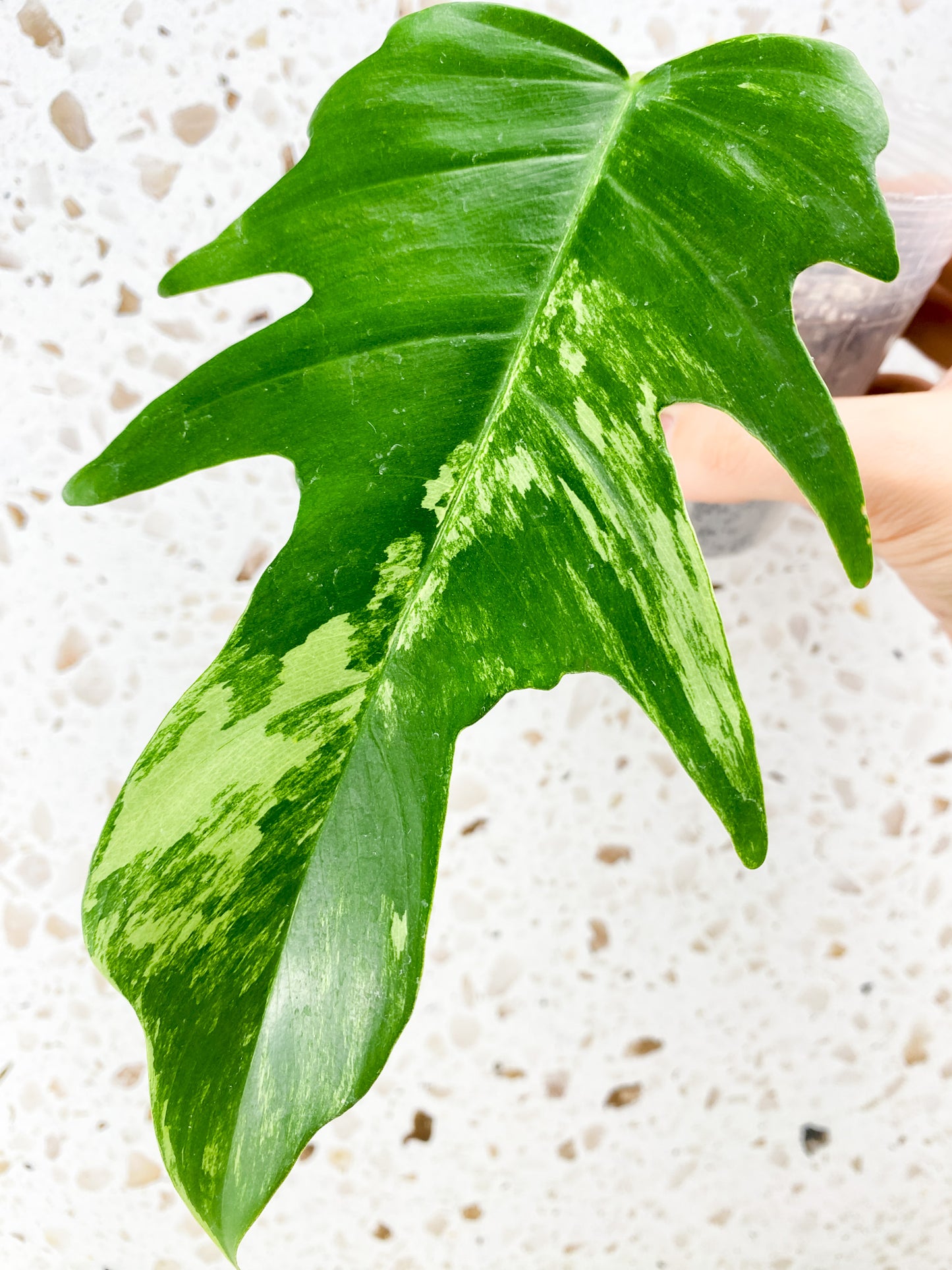 Philodendron Florida Beauty x Tortum 1 leaf