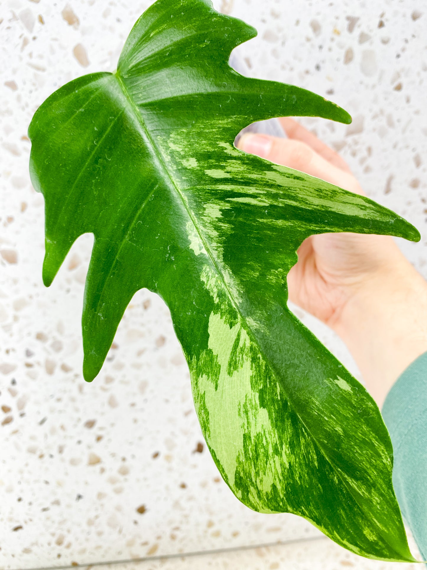 Philodendron Florida Beauty x Tortum 1 leaf