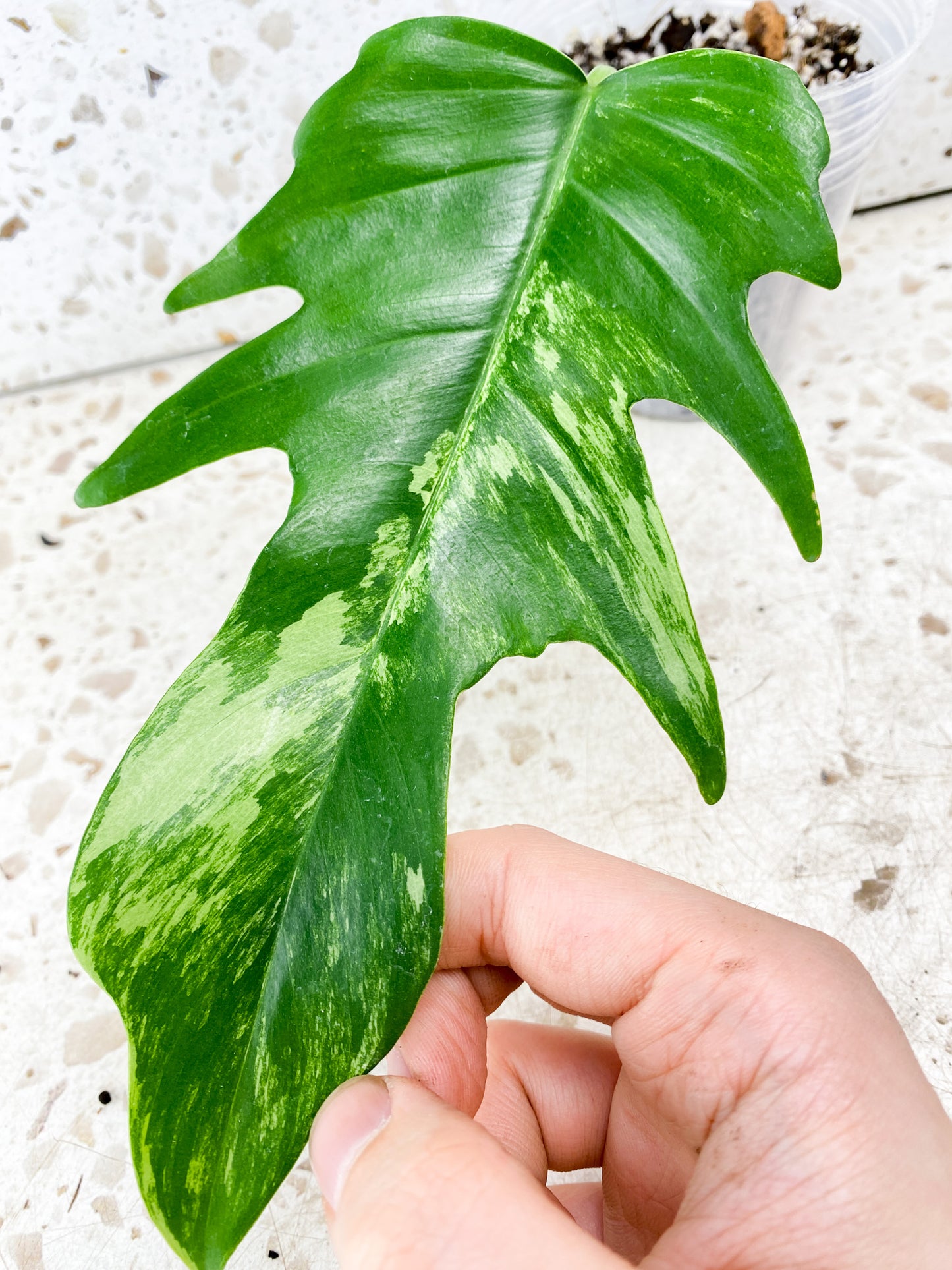 Philodendron Florida Beauty x Tortum 1 leaf