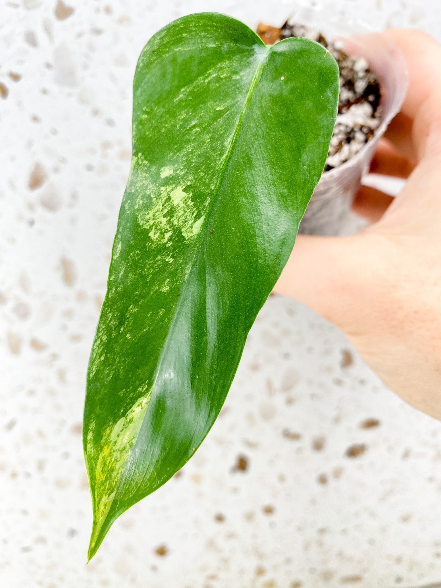 Philodendron Bipennifolium Variegated 1 leaf