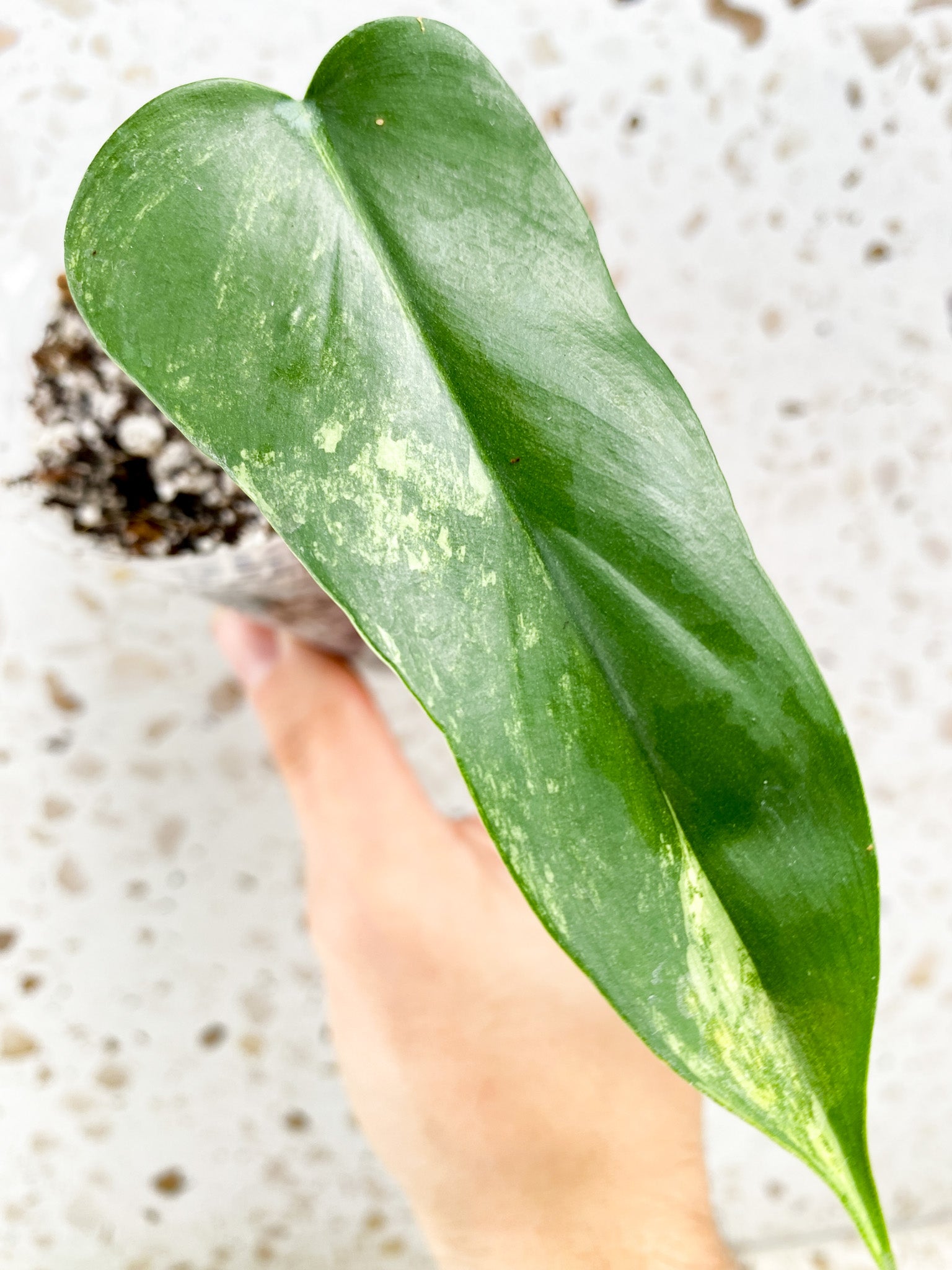 Philodendron Bipennifolium Variegated 1 leaf