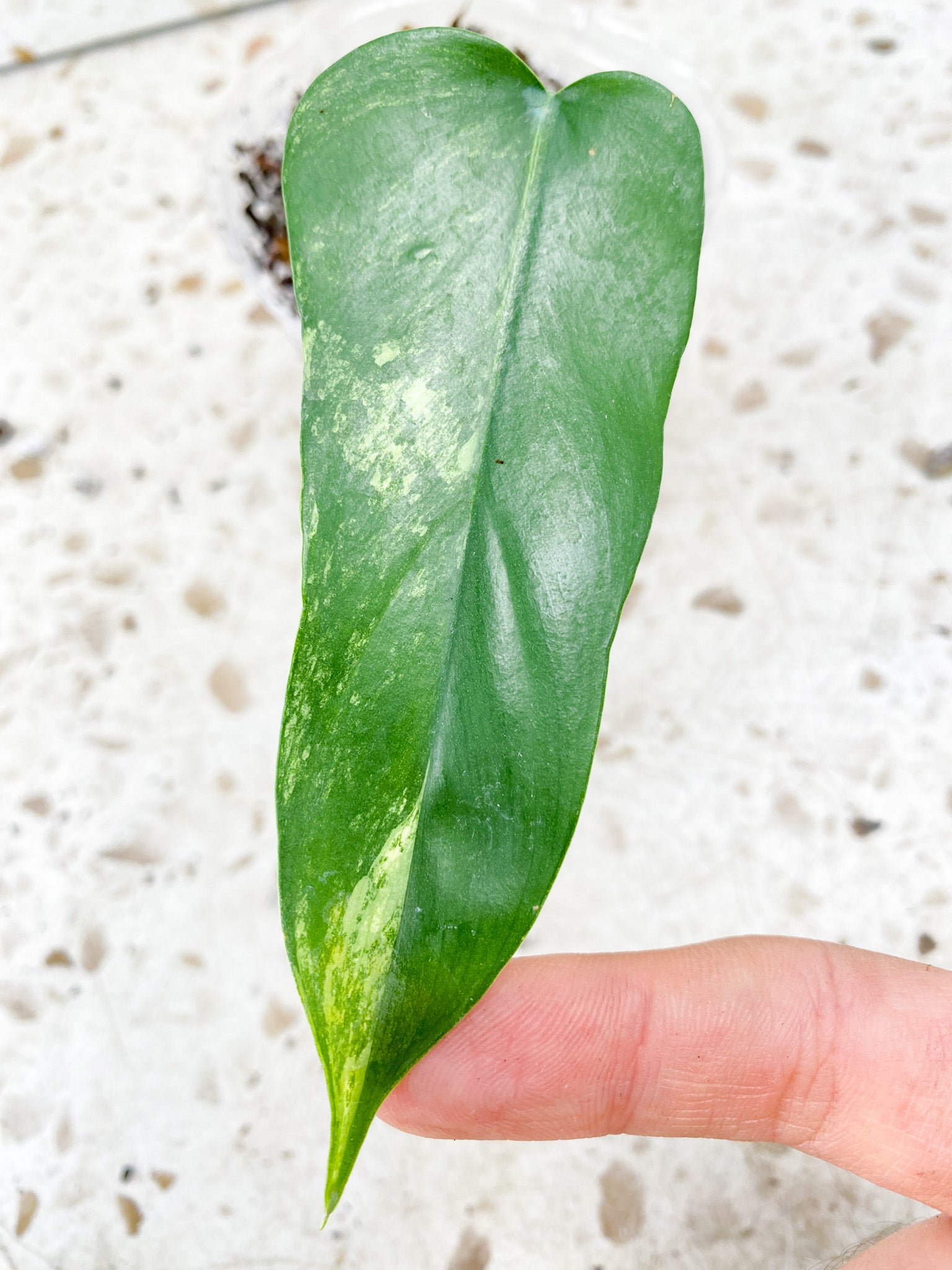 Philodendron Bipennifolium Variegated 1 leaf