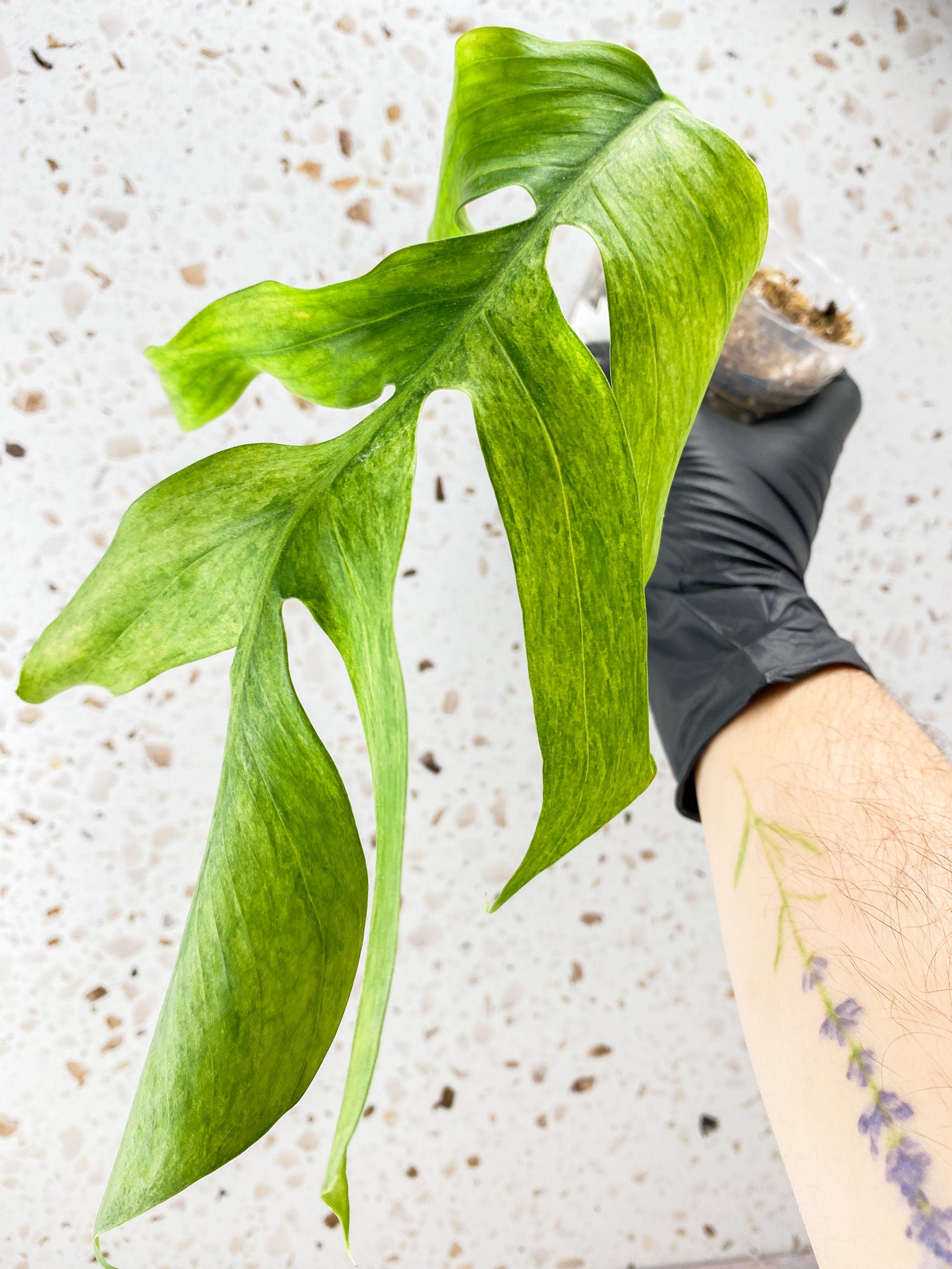 Epipremnum Pinnatum Mint Variegated 1 leaf