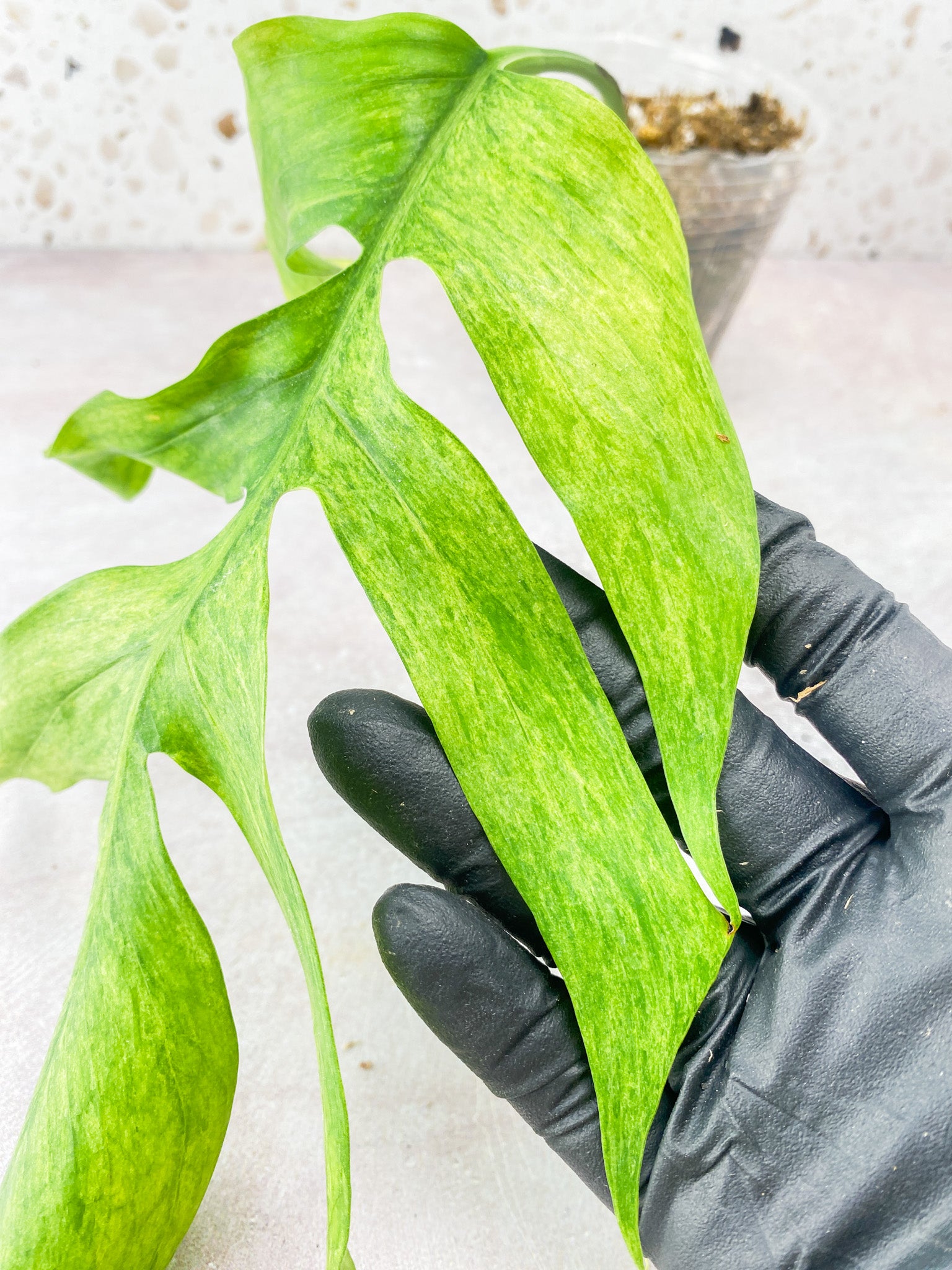 Epipremnum Pinnatum Mint Variegated 1 leaf