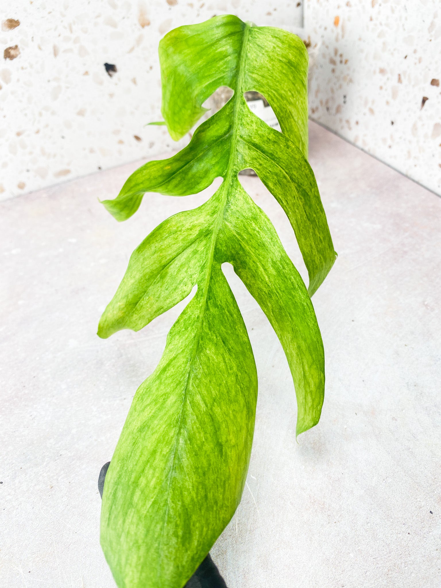 Epipremnum Pinnatum Mint Variegated 1 leaf