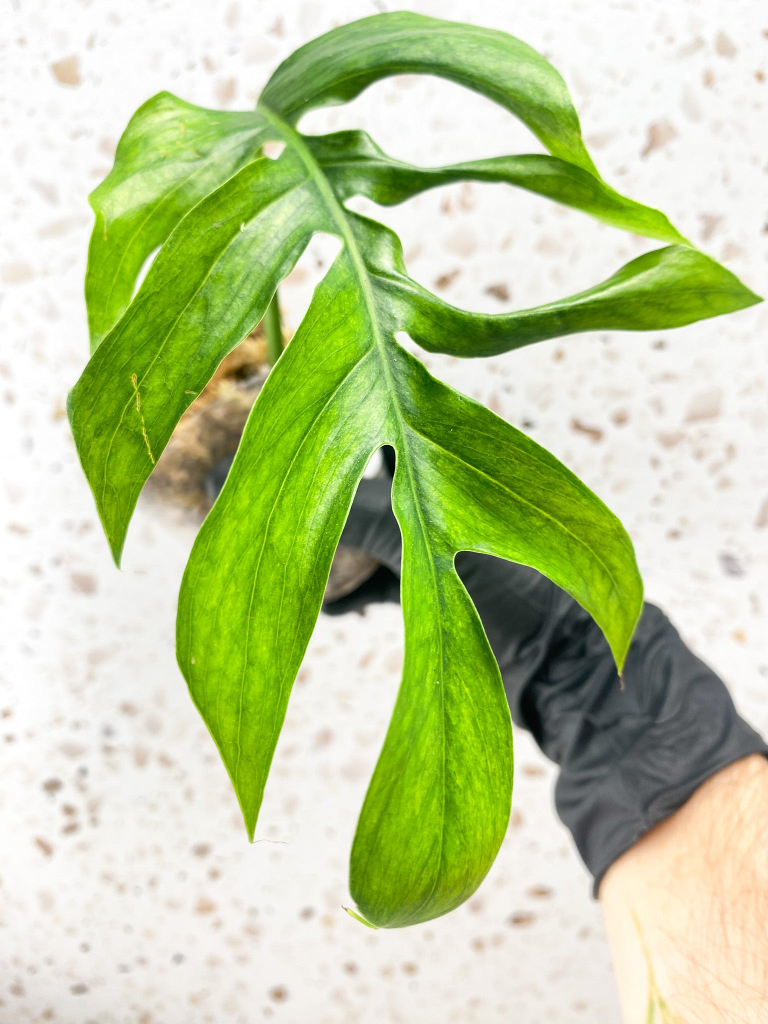 Epipremnum Pinnatum Mint Variegated 1 leaf