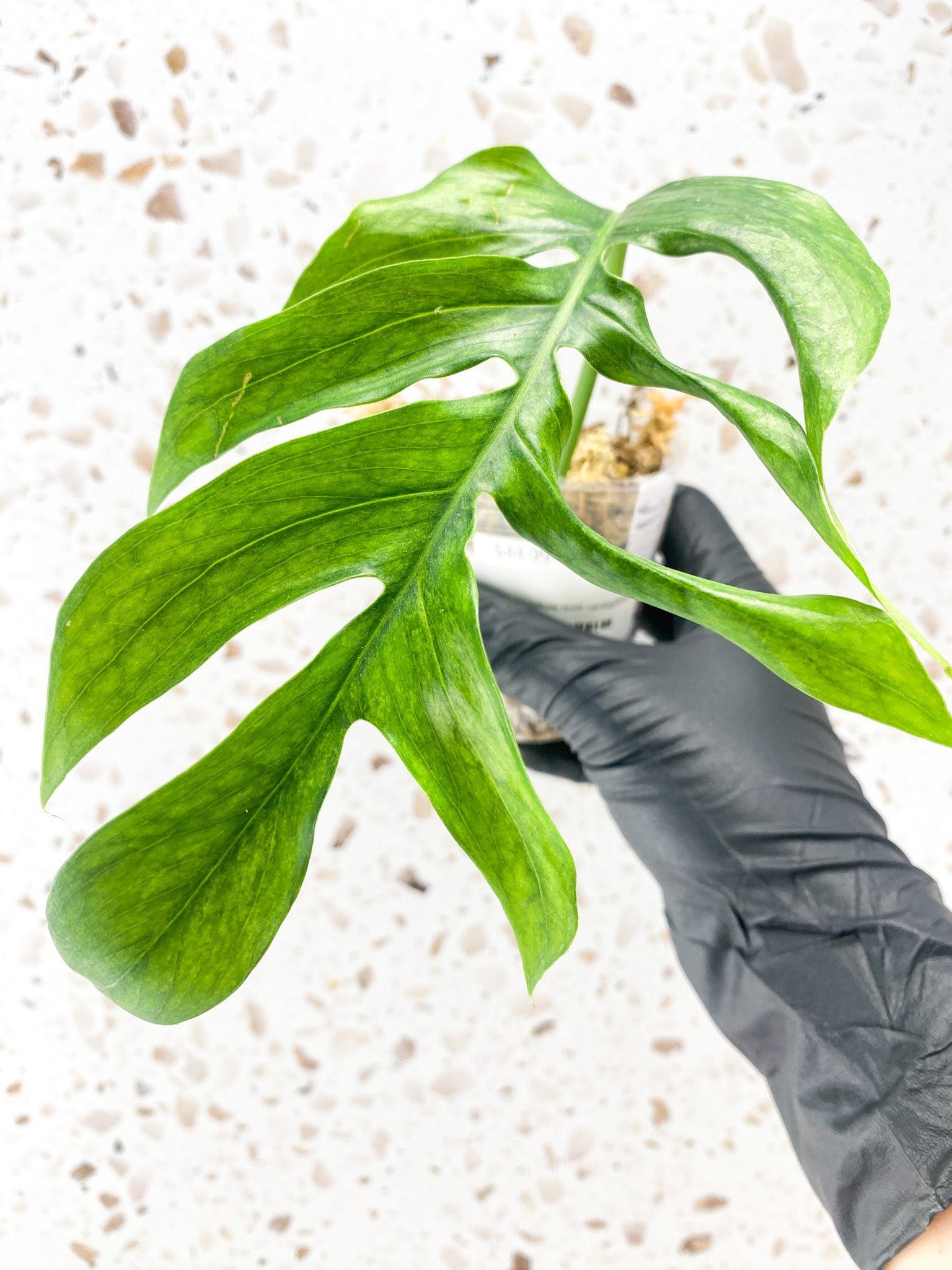 Epipremnum Pinnatum Mint Variegated 1 leaf