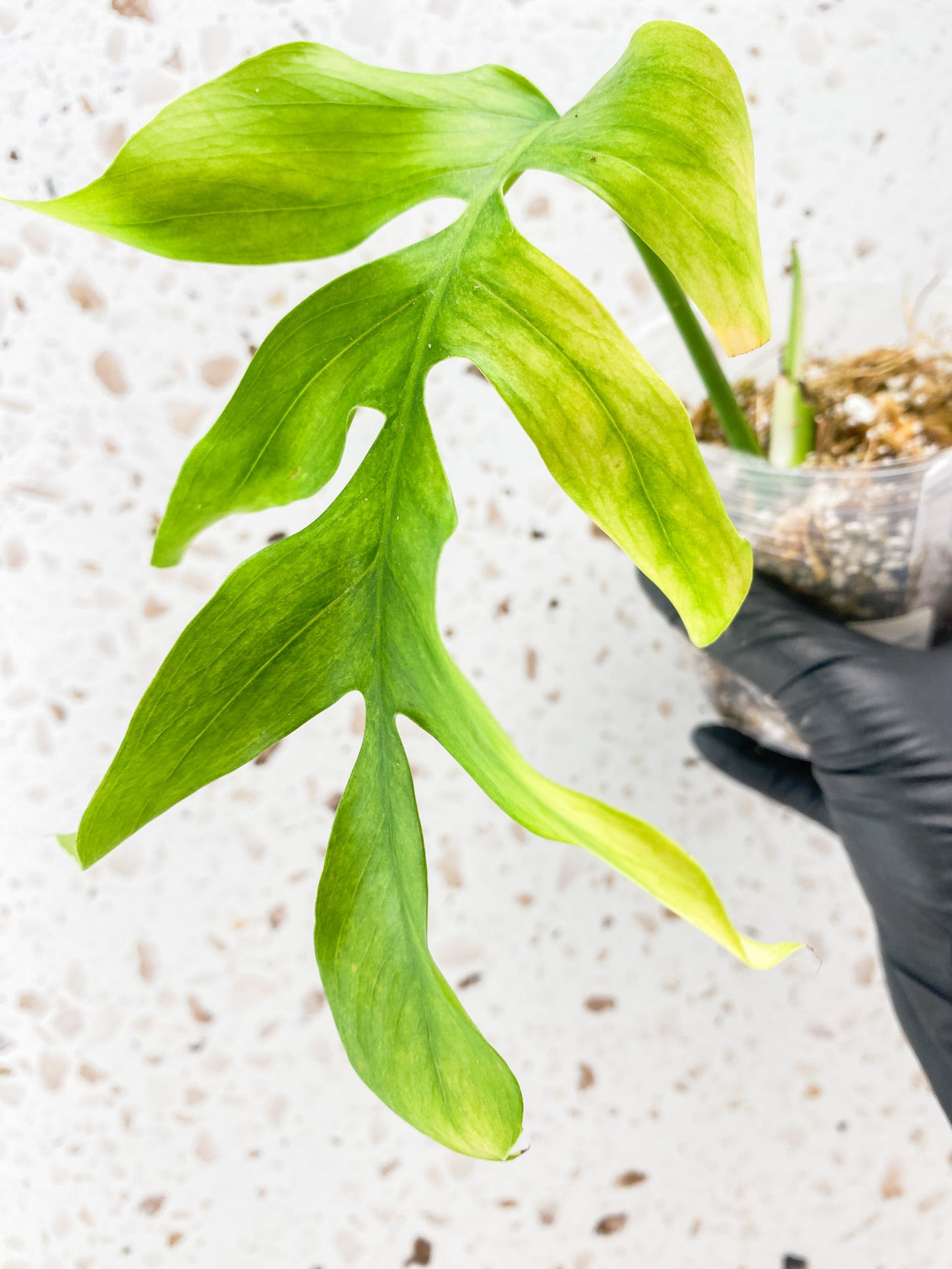 Epipremnum Pinnatum Mint Variegated 1 leaf 1 shoot