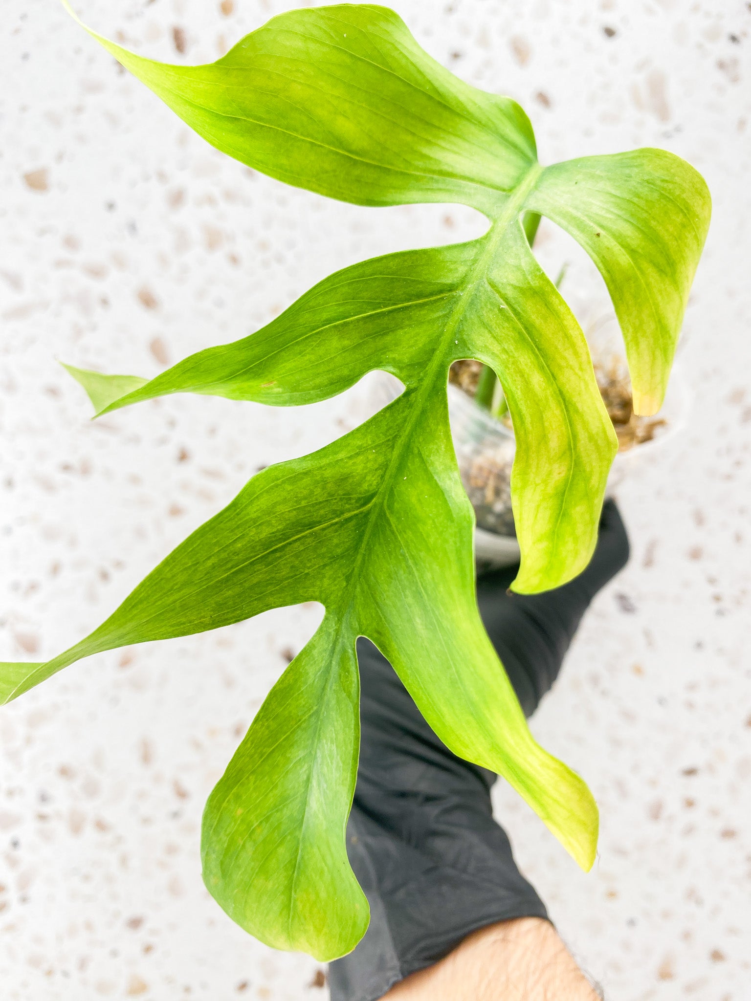 Epipremnum Pinnatum Mint Variegated 1 leaf 1 shoot