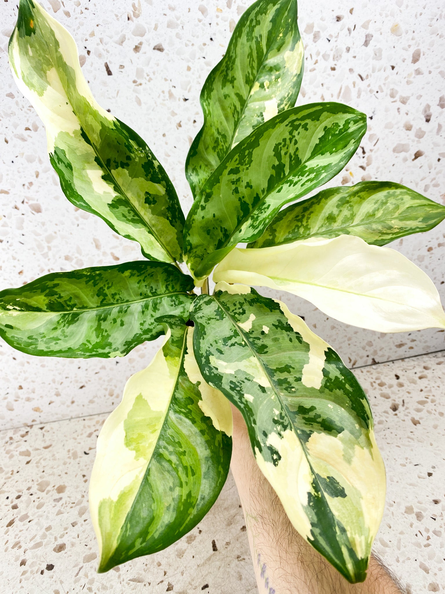 Aglaonema Manila Pride 8 leaf top cutting