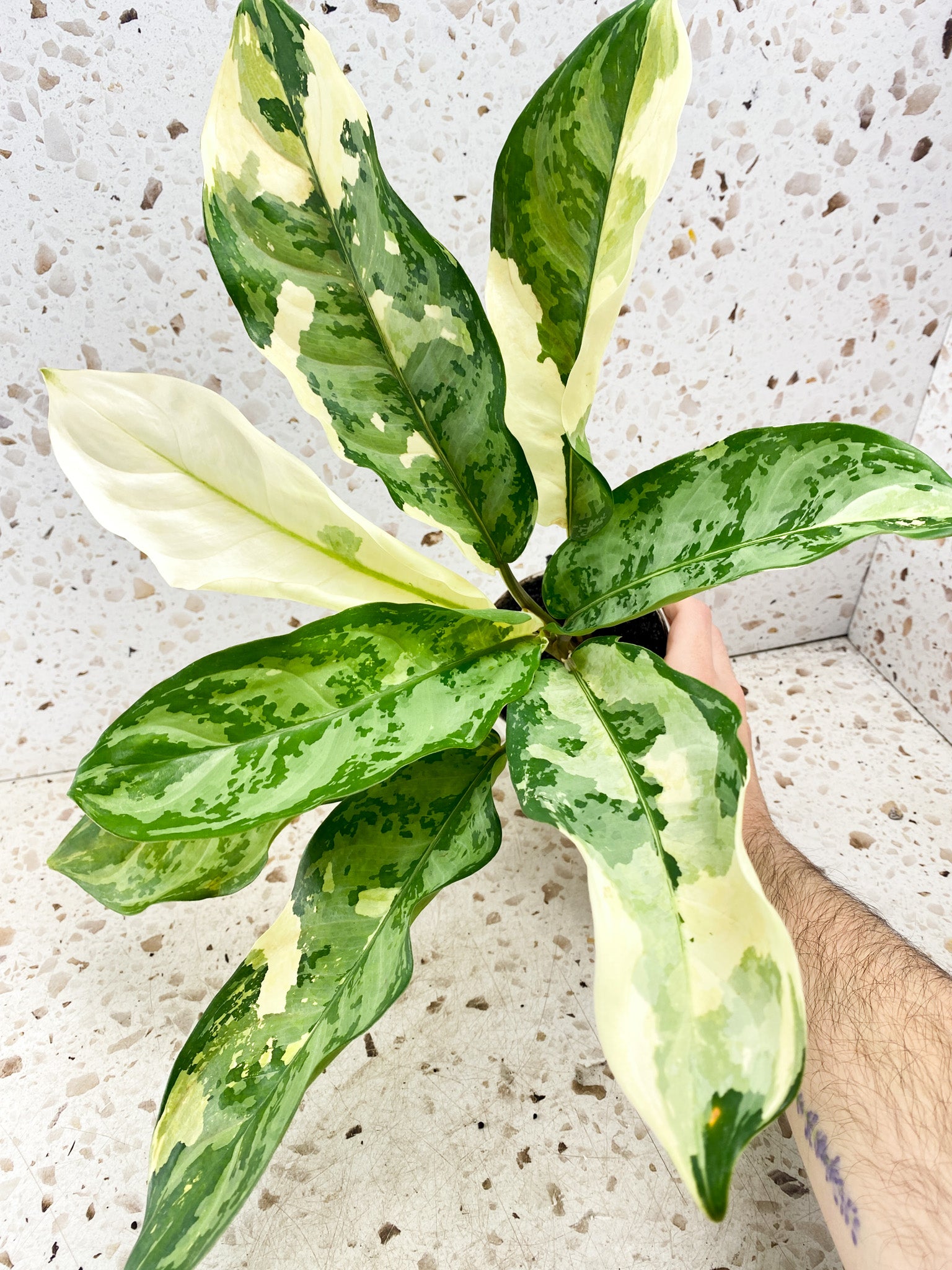 Aglaonema Manila Pride 8 leaf top cutting