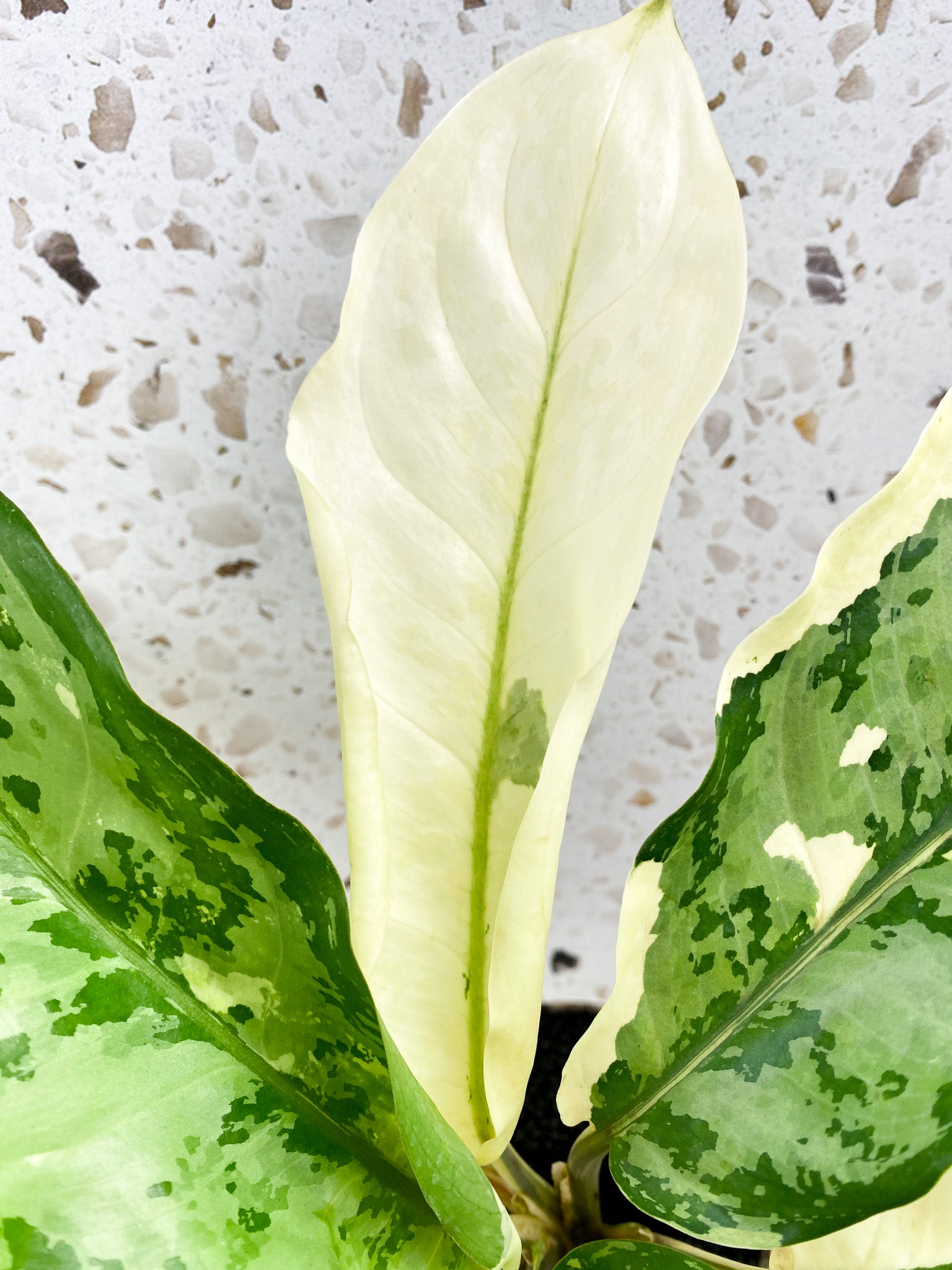 Aglaonema Manila Pride 8 leaf top cutting