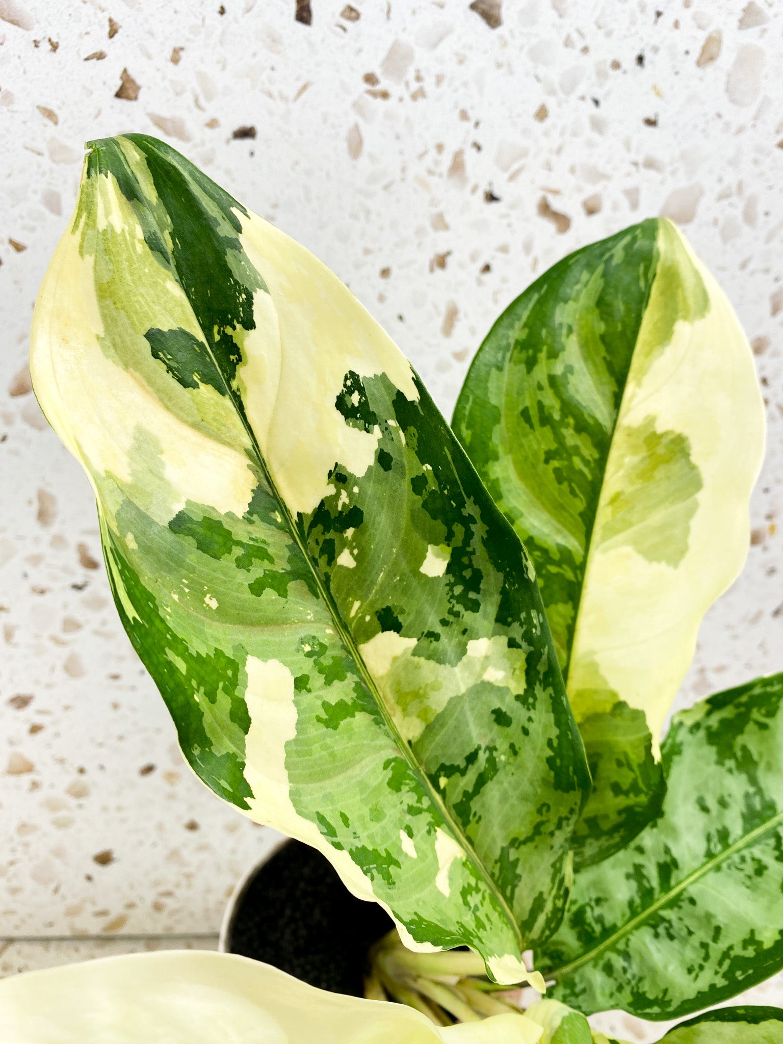 Aglaonema Manila Pride 8 leaf top cutting