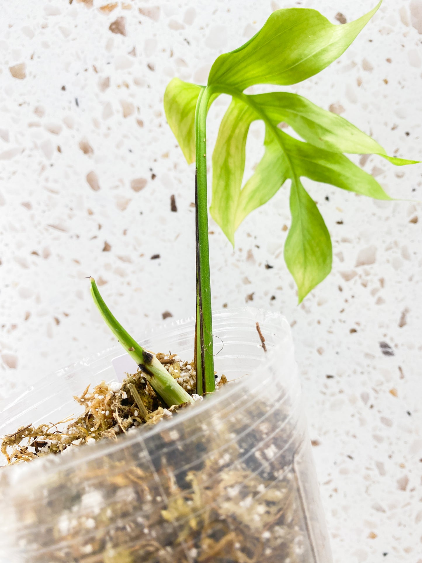 Epipremnum Pinnatum Mint Variegated 1 leaf 1 shoot