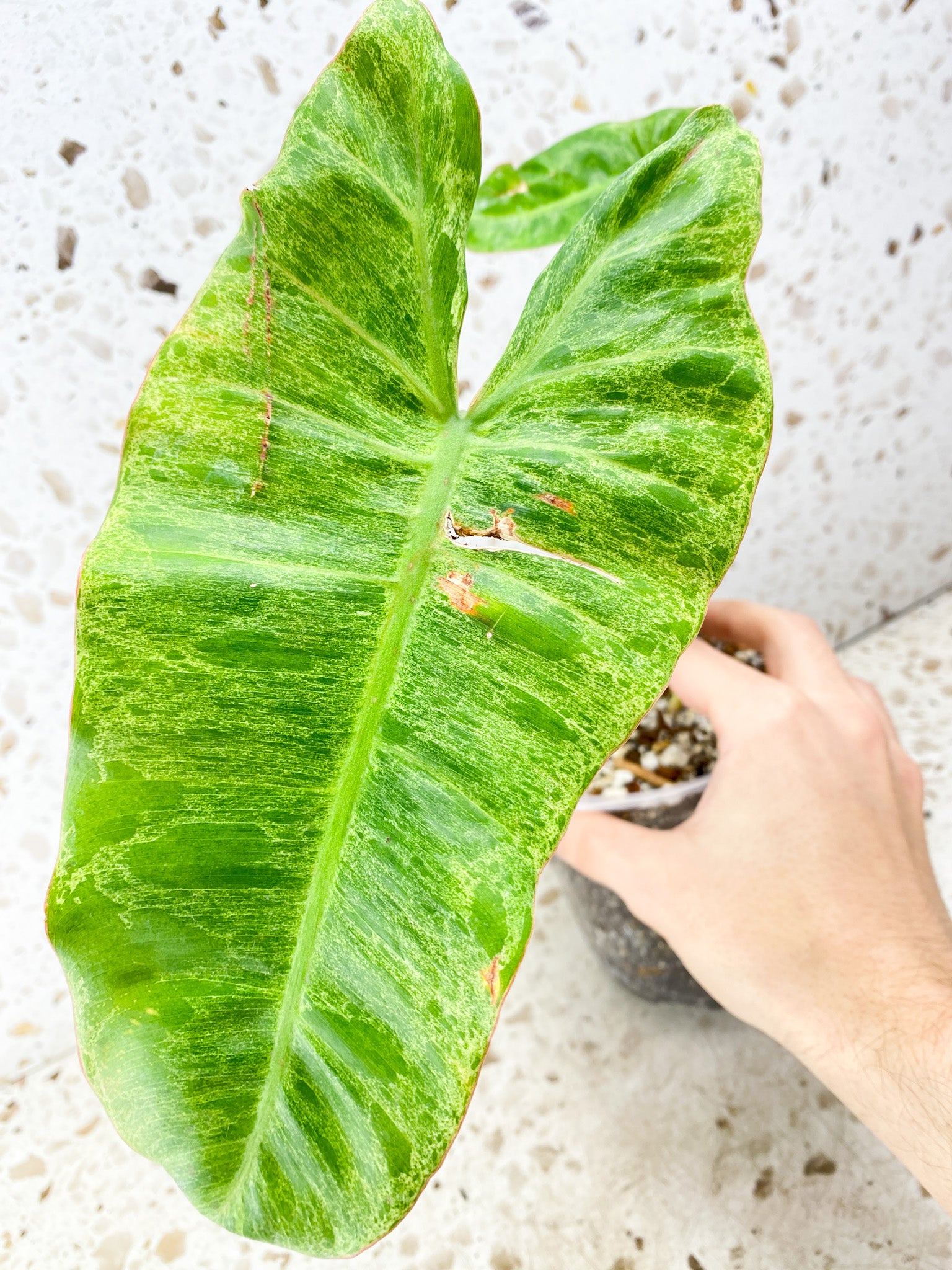 FREEBIE Philodendron Paraiso Verde 2 leaves 1 shoot top cutting