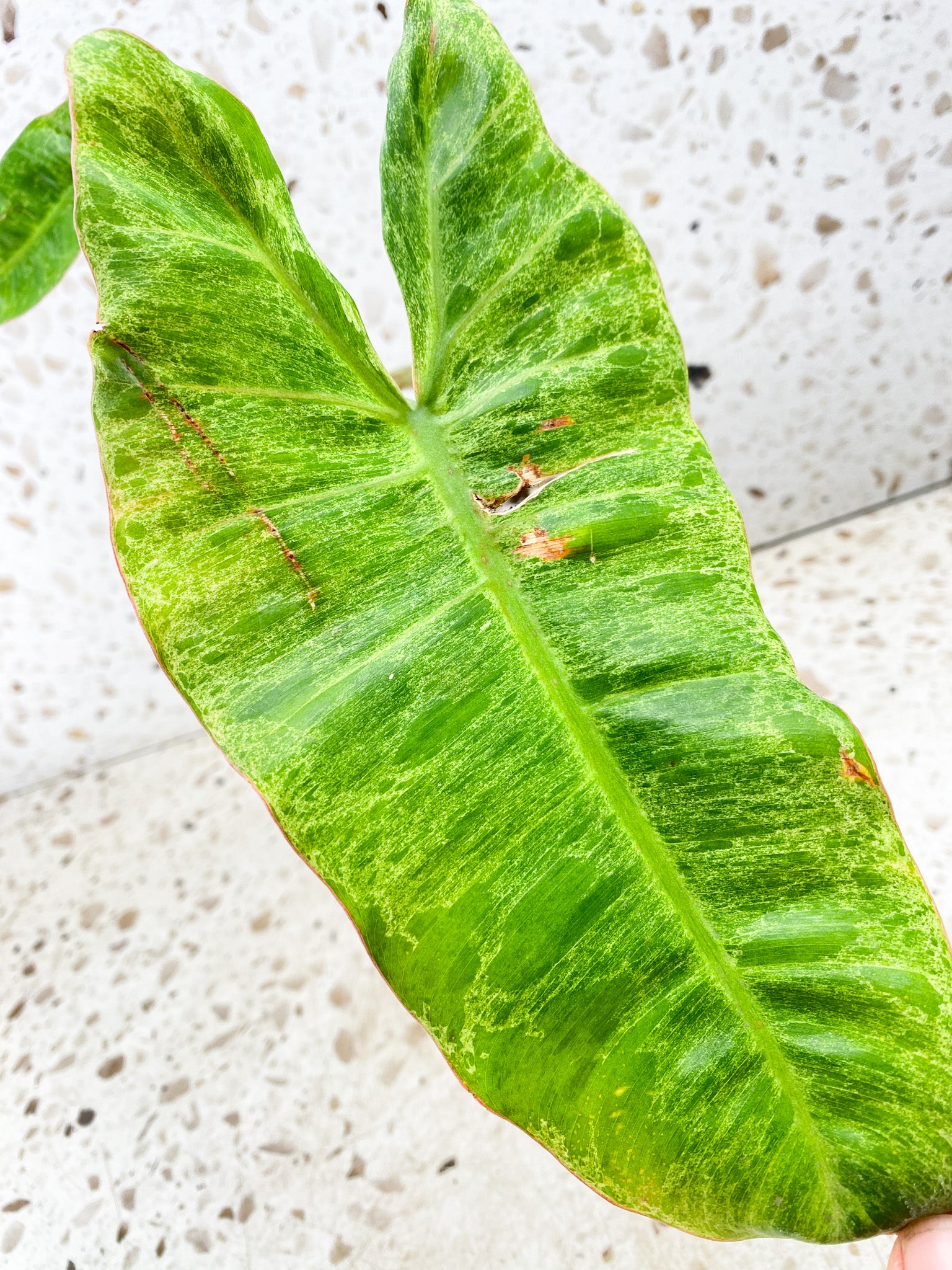 FREEBIE Philodendron Paraiso Verde 2 leaves 1 shoot top cutting