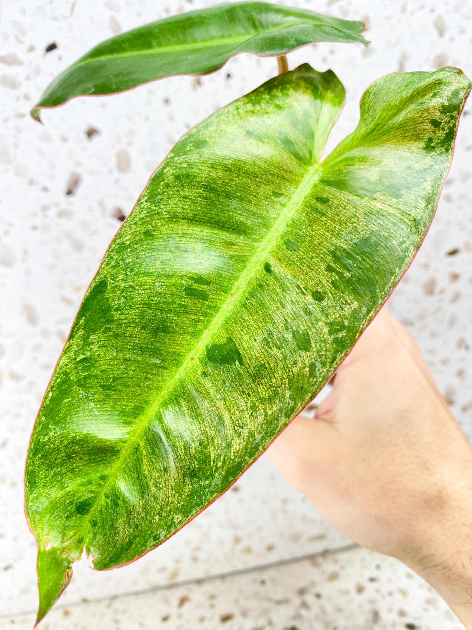 Philodendron Paraiso Verde 2 leaves 1 shoot top cutting