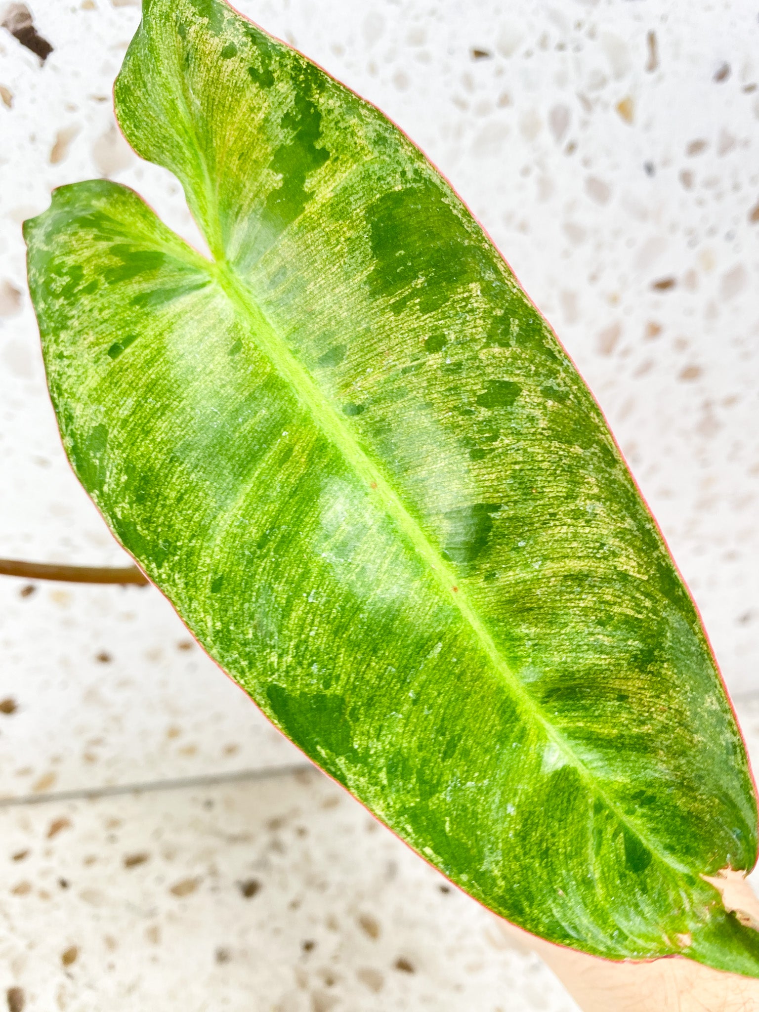 Philodendron Paraiso Verde 2 leaves 1 shoot top cutting