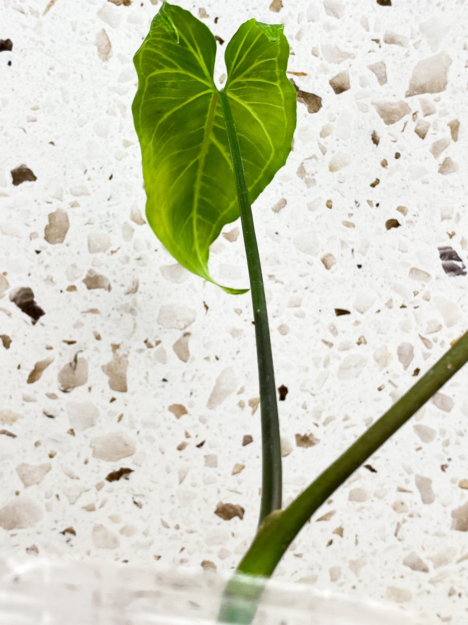 Syngonium Batik 2 leaves