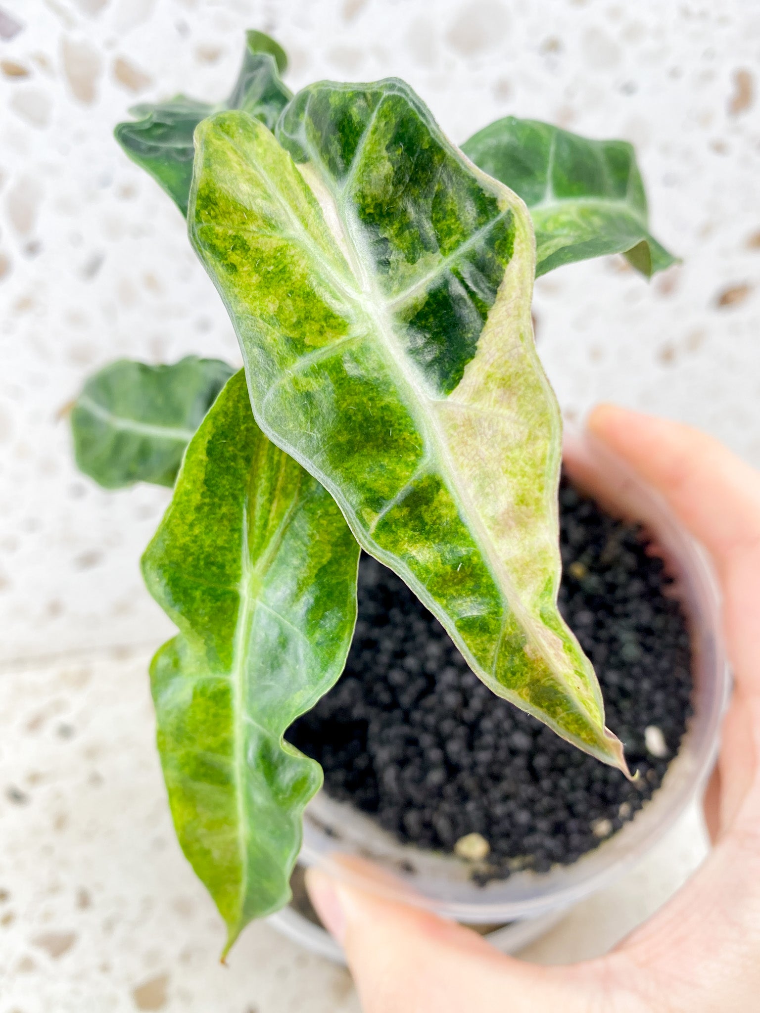 Alocasia Amazonica Aurea 5 leaf top cutting (newest leaf still unfurling)