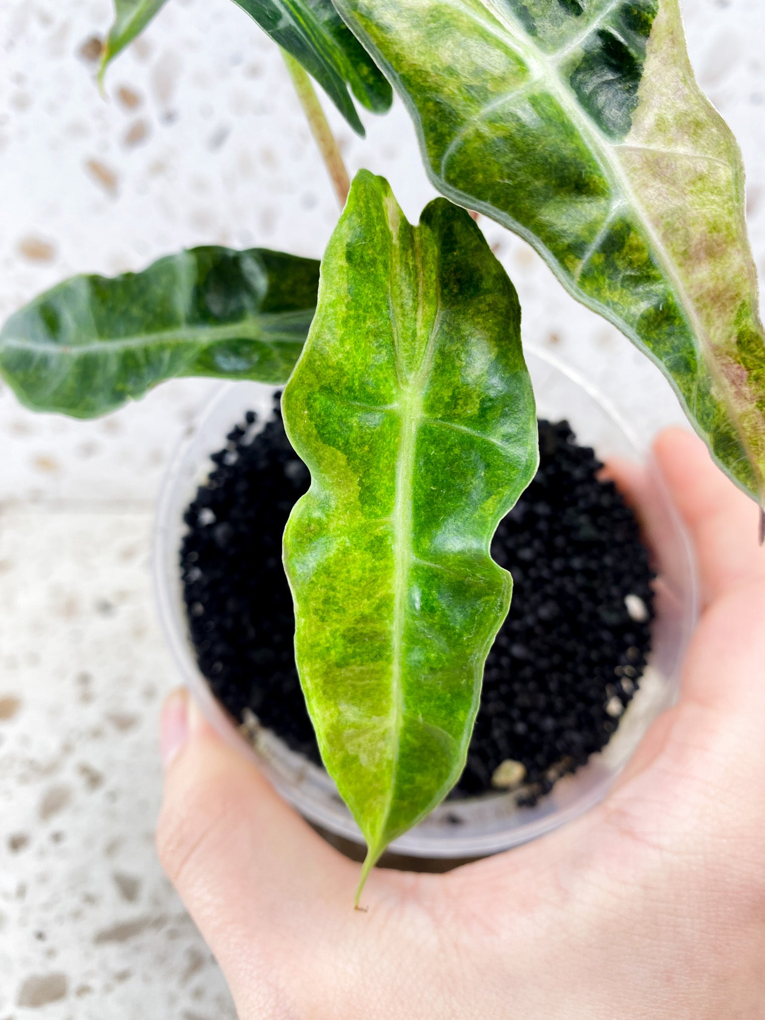 Alocasia Amazonica Aurea 5 leaf top cutting (newest leaf still unfurling)