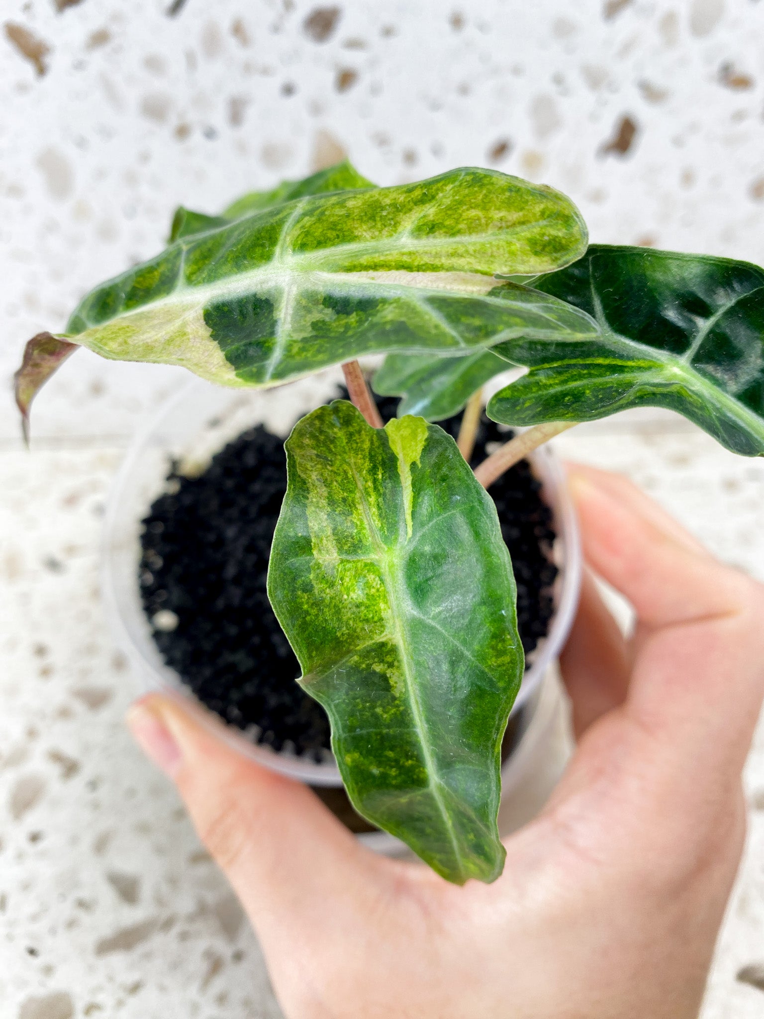 Alocasia Amazonica Aurea 5 leaf top cutting (newest leaf still unfurling)