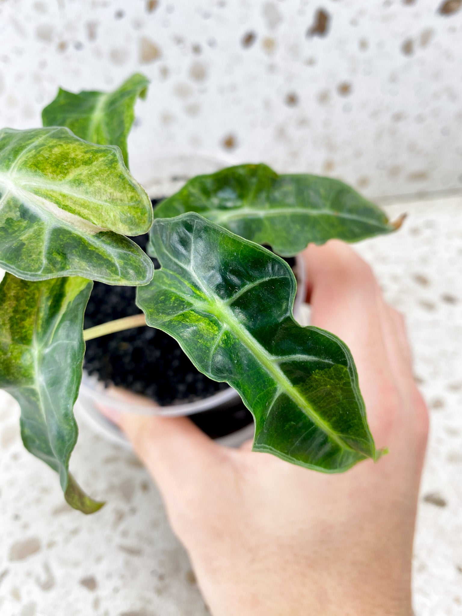 Alocasia Amazonica Aurea 5 leaf top cutting (newest leaf still unfurling)