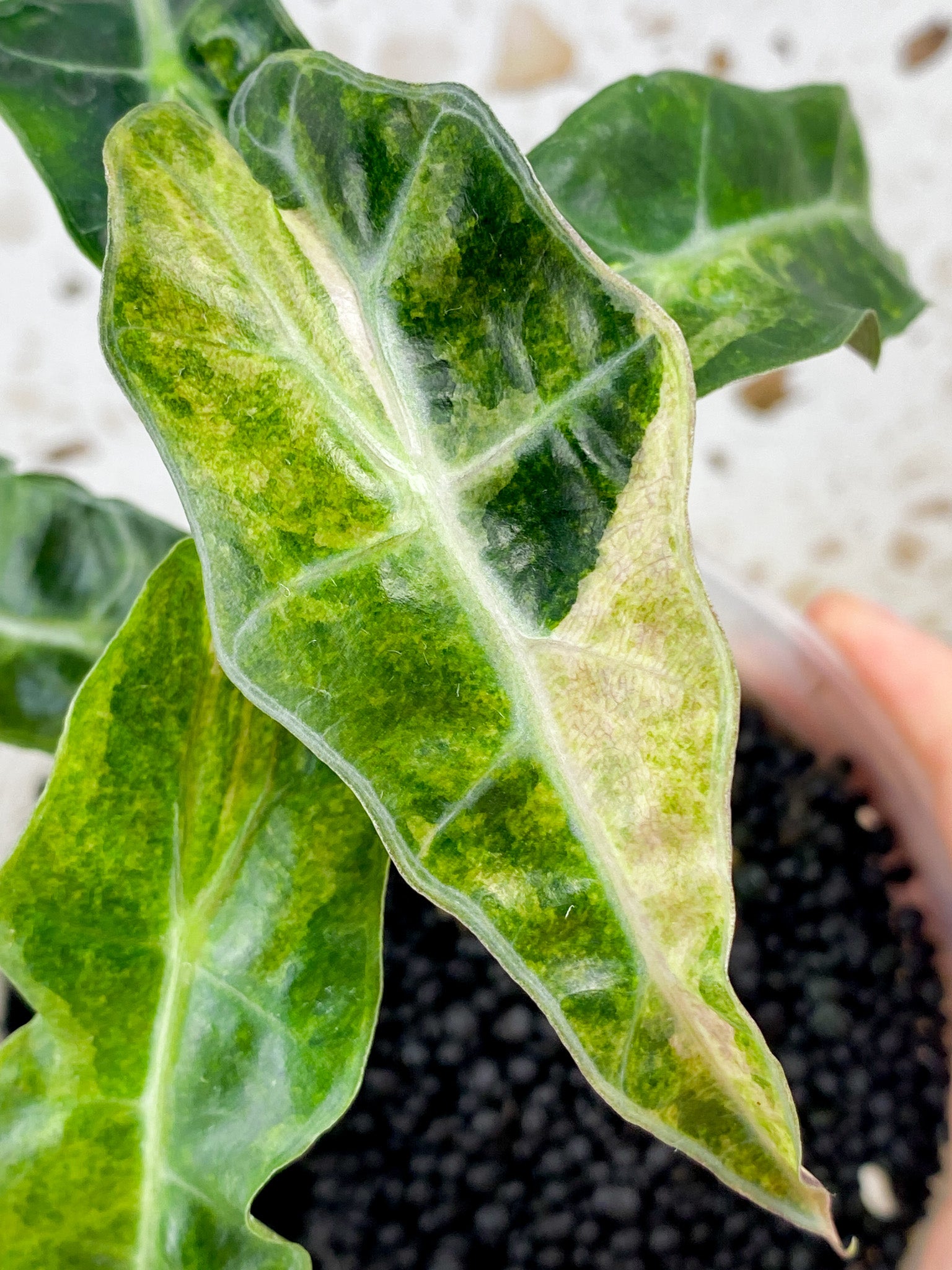 Alocasia Amazonica Aurea 5 leaf top cutting (newest leaf still unfurling)