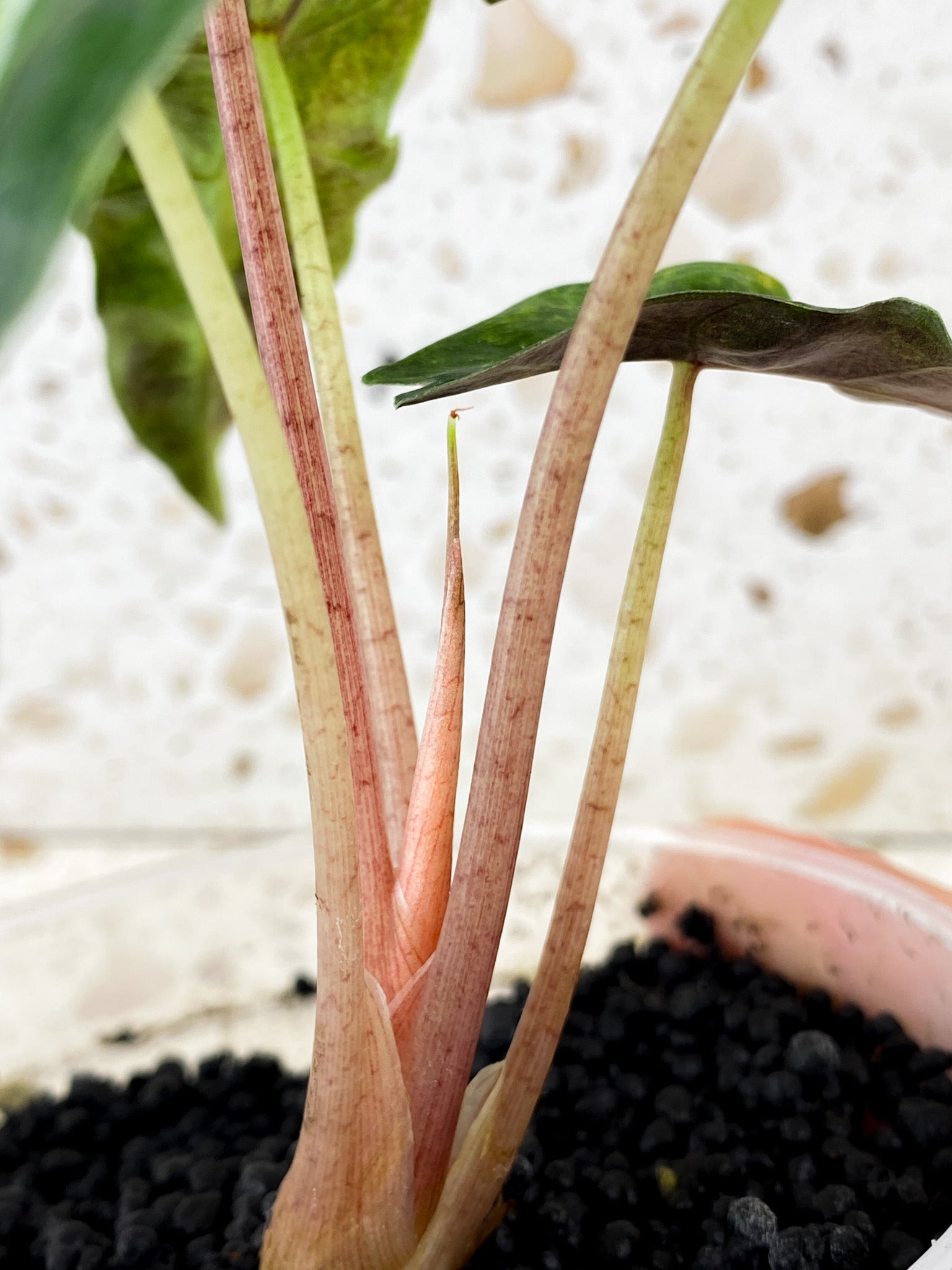 Alocasia Amazonica Aurea 5 leaf top cutting (newest leaf still unfurling)