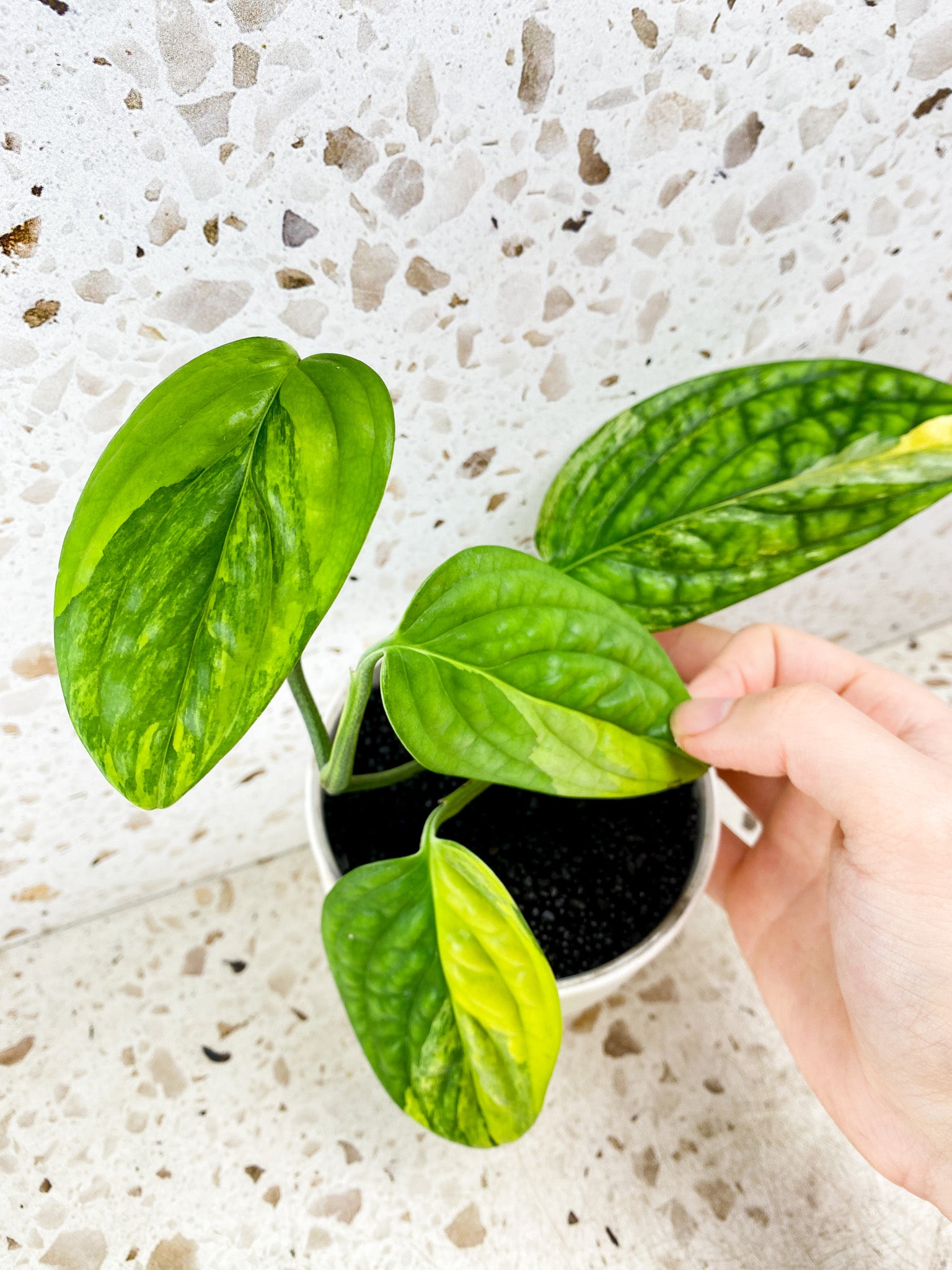 Monstera Peru Variegated 4 leaves (rooting)*