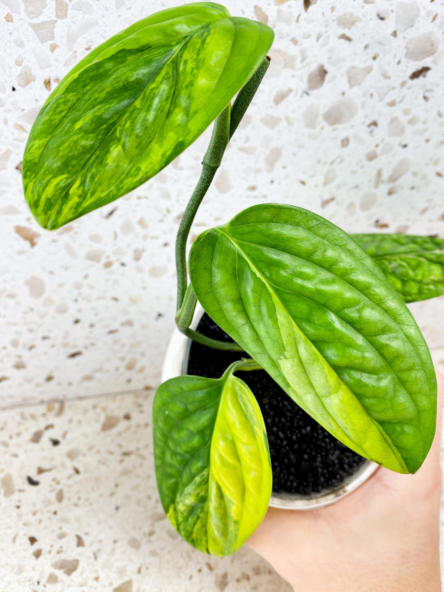 Monstera Peru Variegated 4 leaves (rooting)*