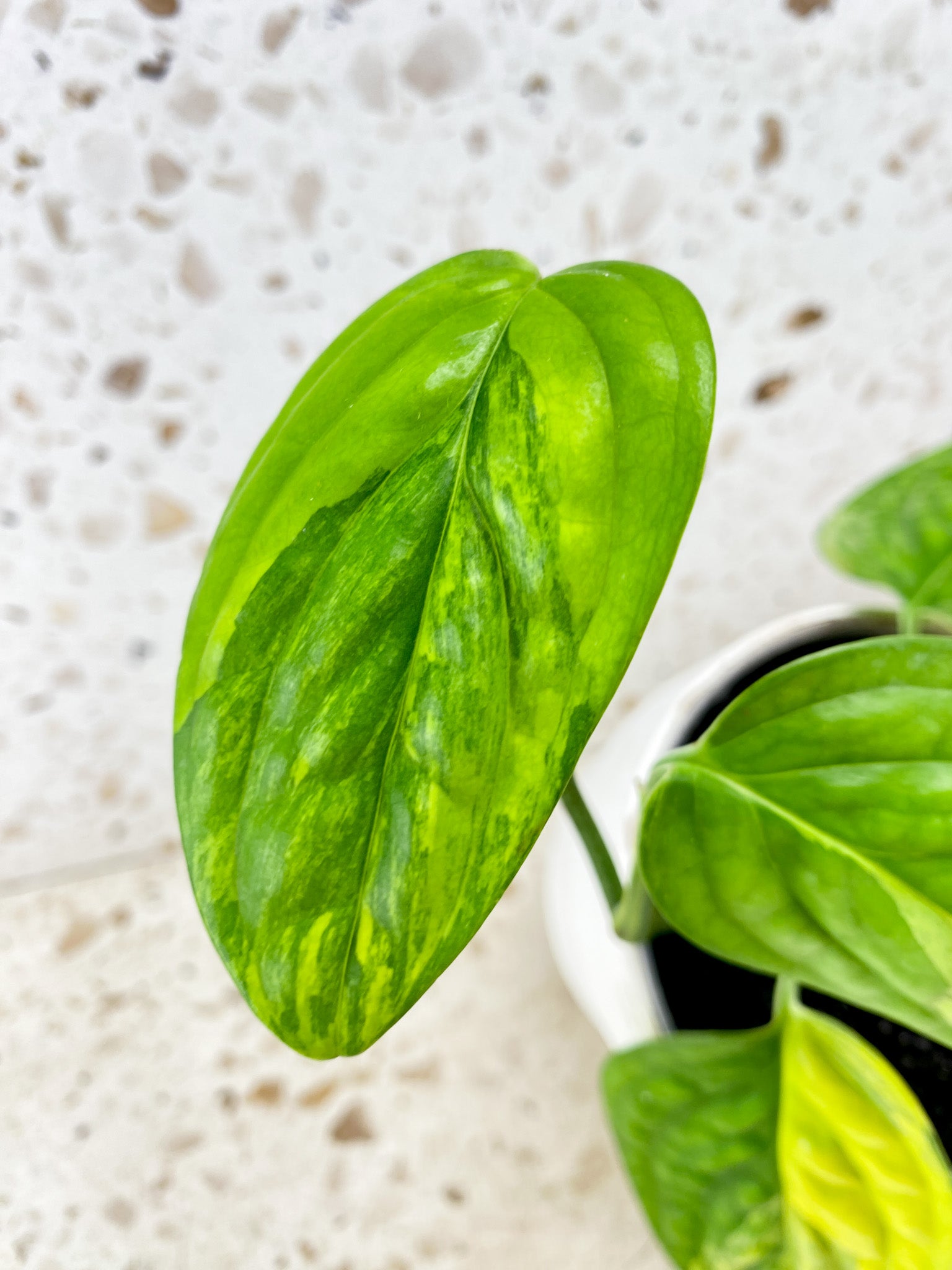 Monstera Peru Variegated 4 leaves (rooting)*