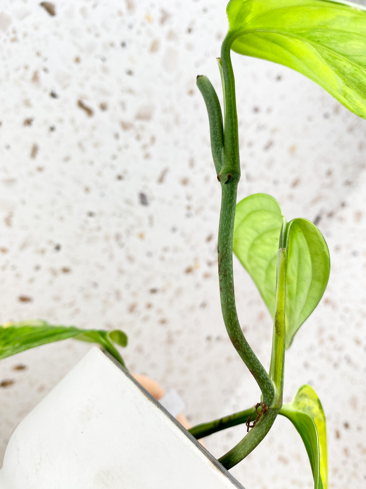 Monstera Peru Variegated 4 leaves (rooting)*