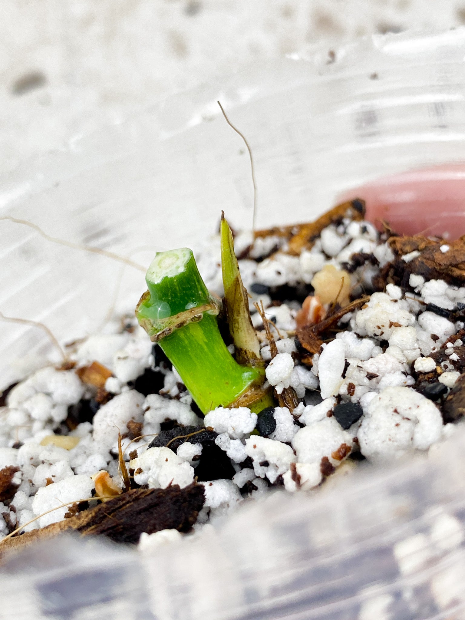 Monstera Adansonii Aurea node with sprout