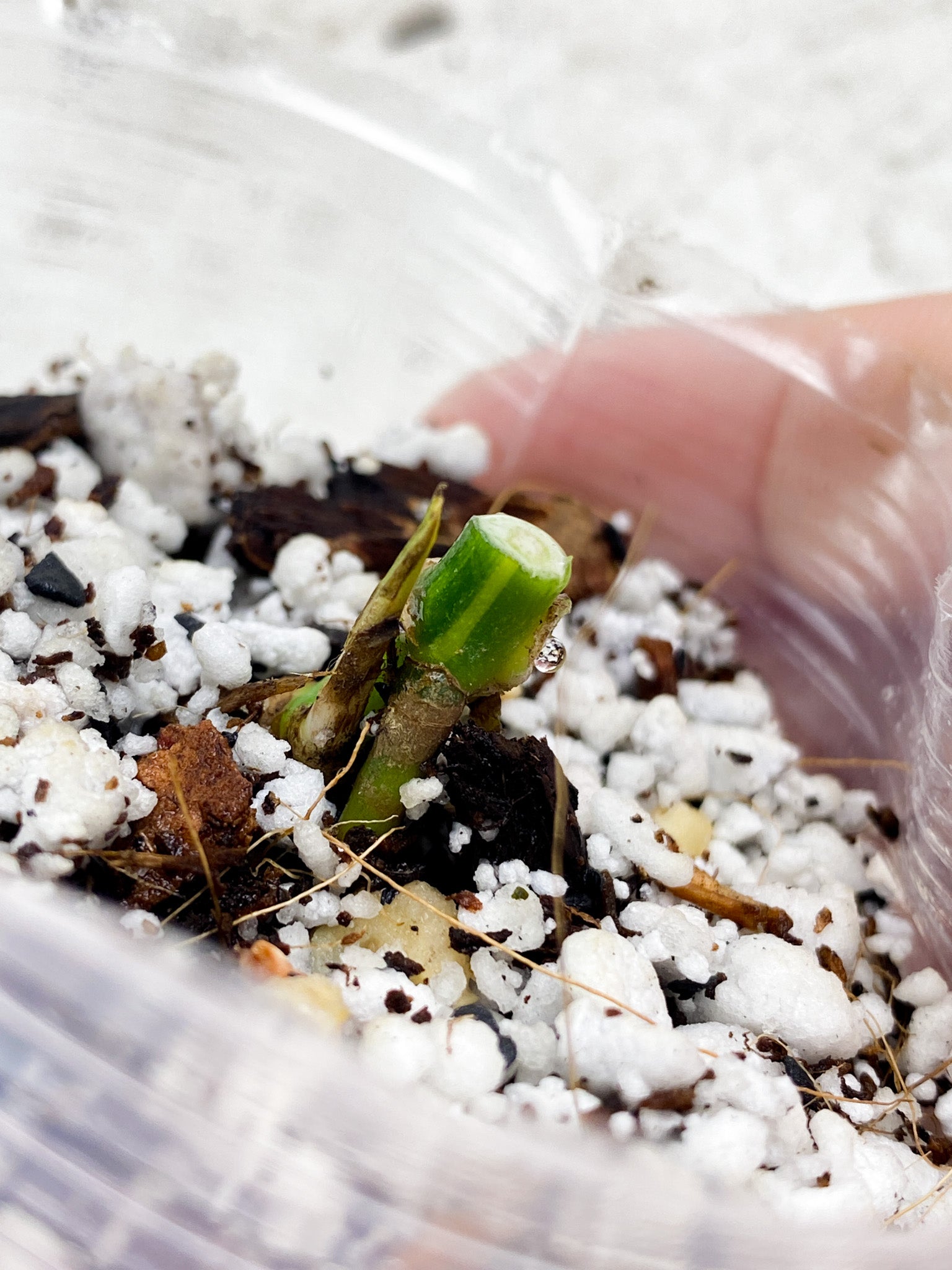 Monstera Adansonii Aurea node with sprout